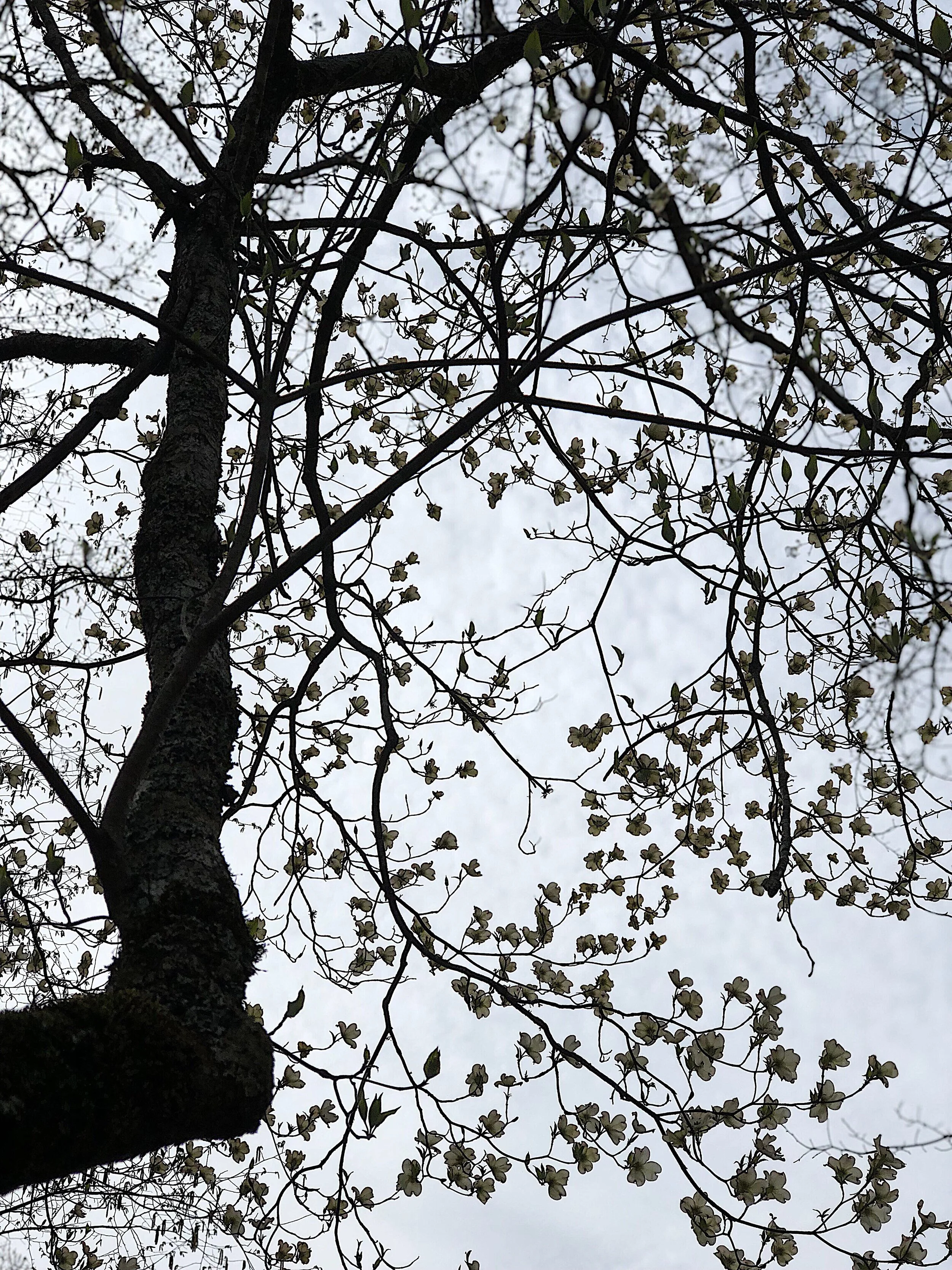 Reserved Listing for AnnT