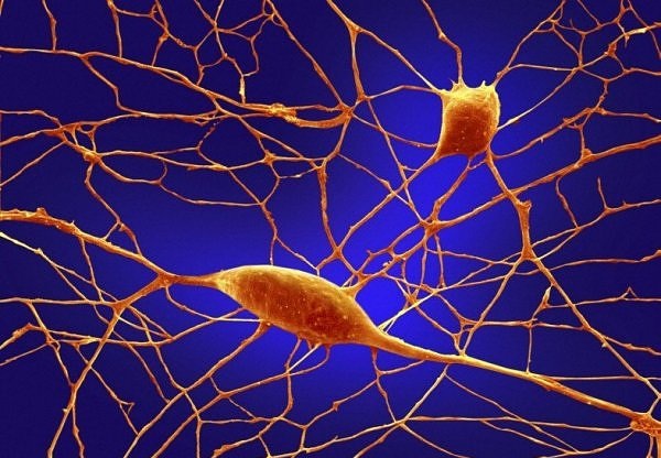 JeffMeditationDisciplineBrainNeurons1.0.jpg