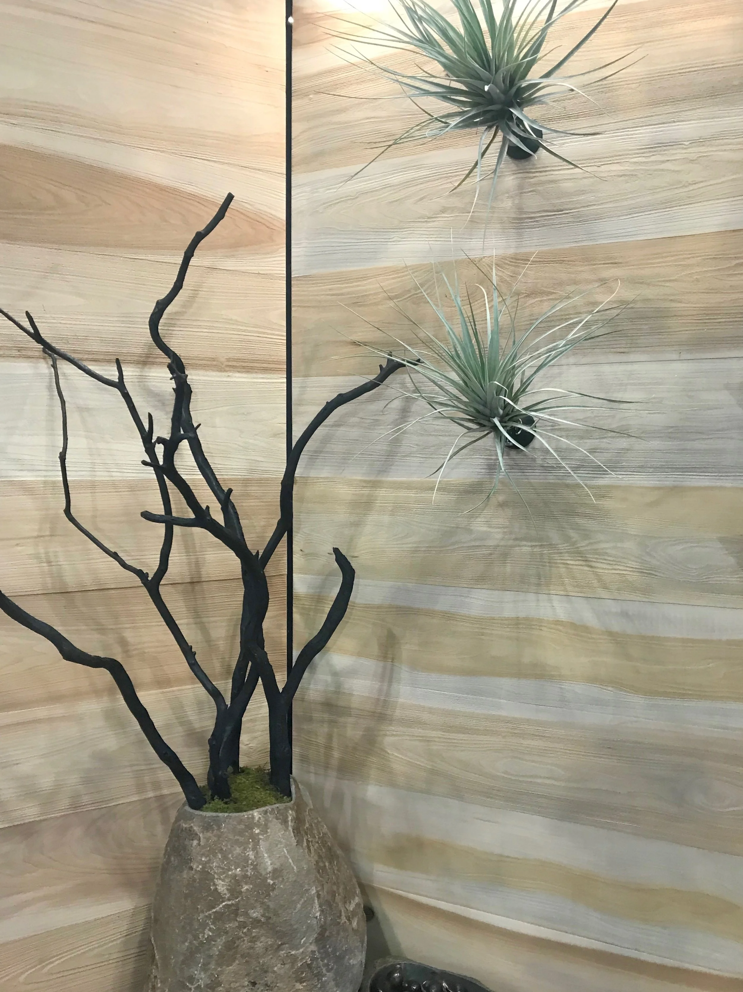 Wall mounted Tillandsia and blackened Manzanita
