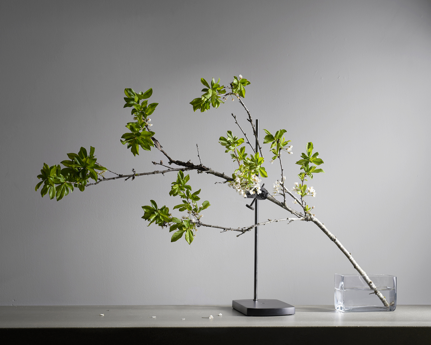 14 Decorative Branches to Shop for (and Arrange!) by Season