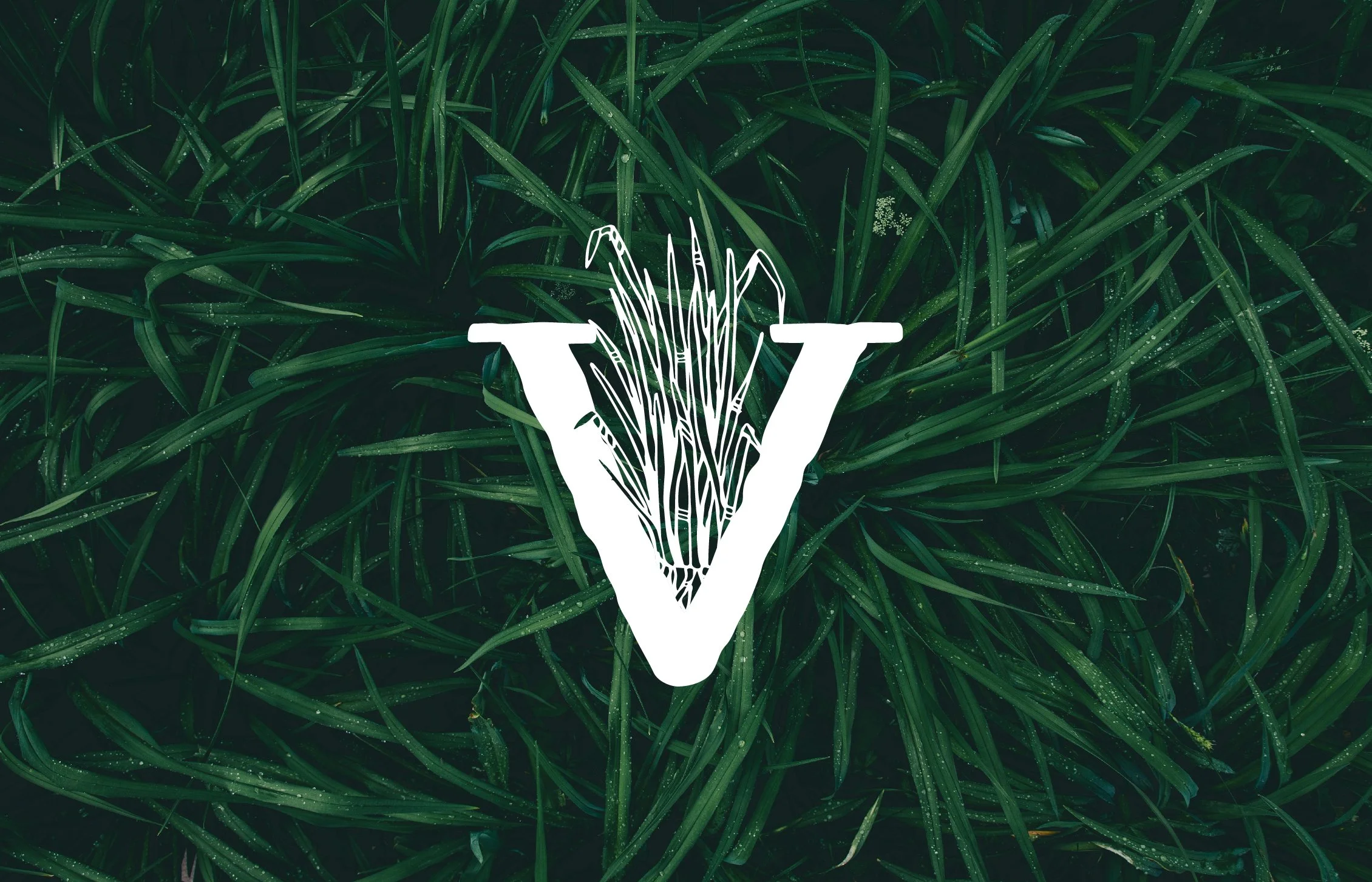 VetiverSite_team2024_header_home.jpg
