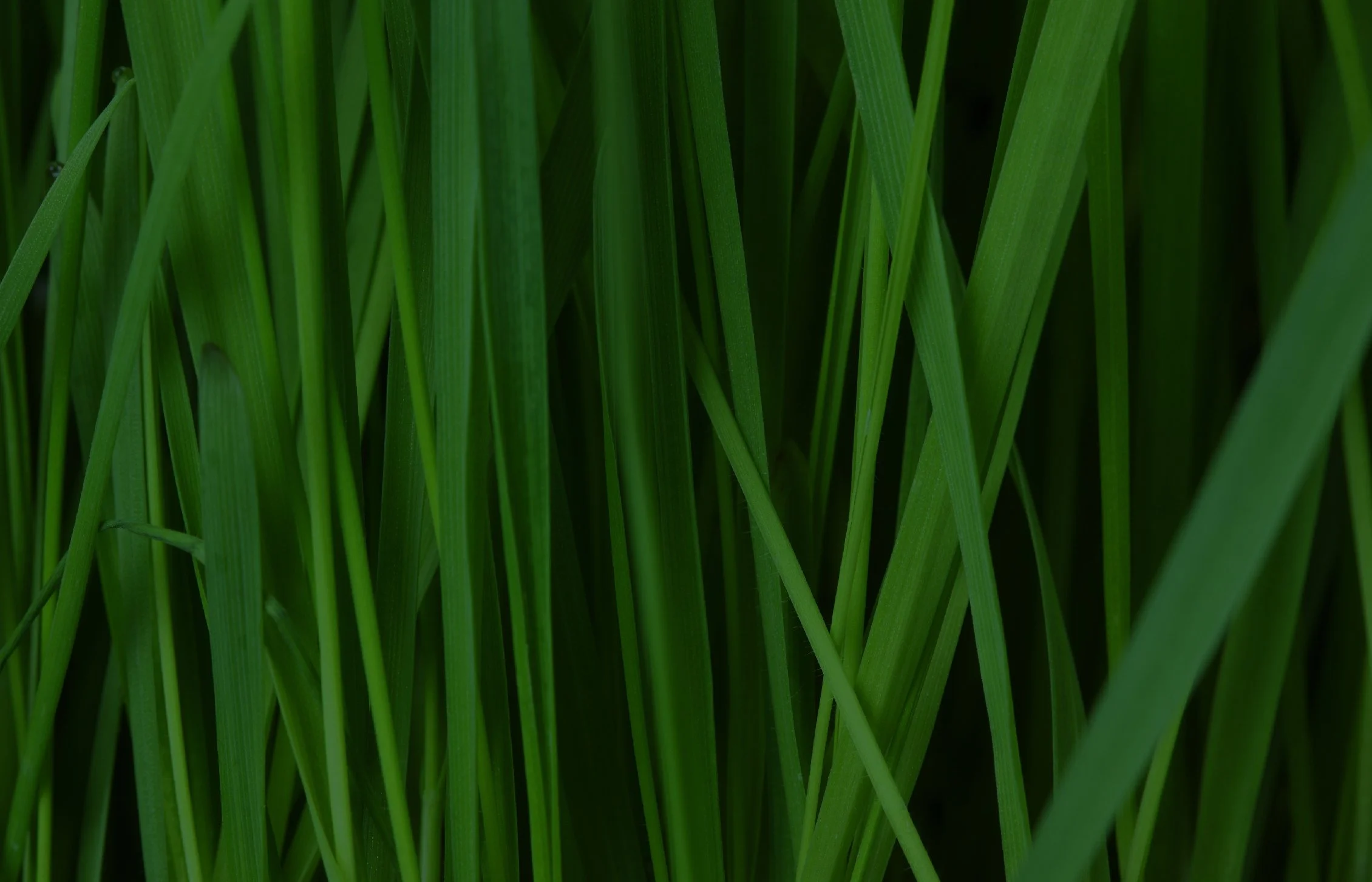 VetiverSite_team2024_header_home copy.jpg