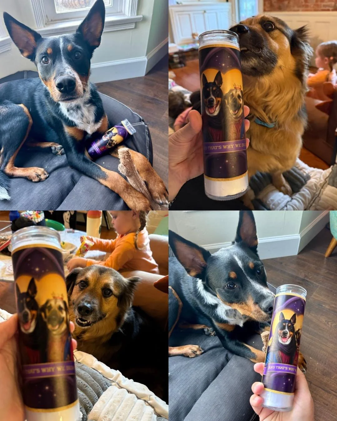 Hank and Gio have lit their manifestation candles&hellip; 🕯️🐾 

What will they summon first? Endless treats? Paranormal belly rubs? Or just a good haunting of the mailman? 👻 

Grab your manifestation candle featuring the two best boys of podcastin