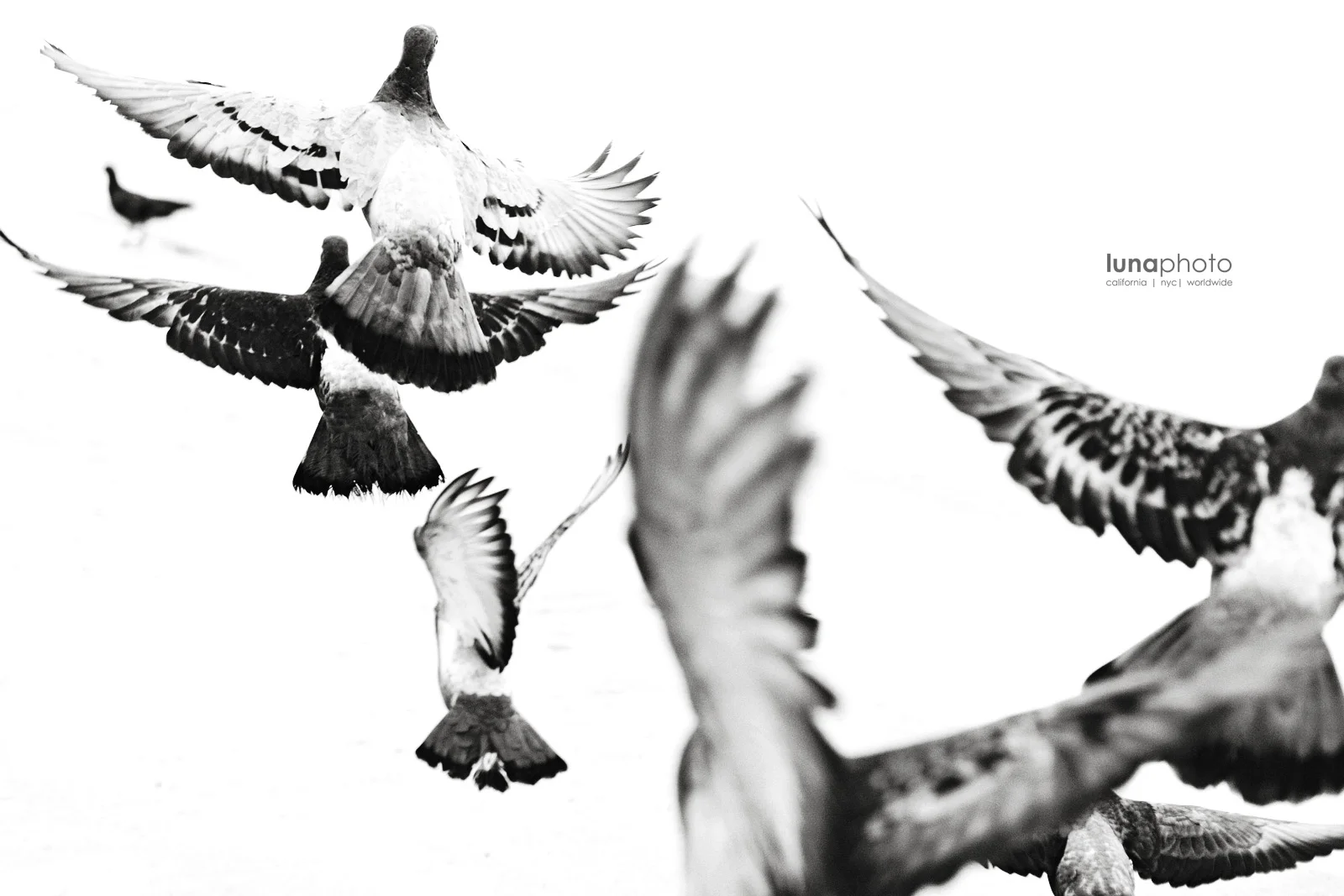 birds.jpg