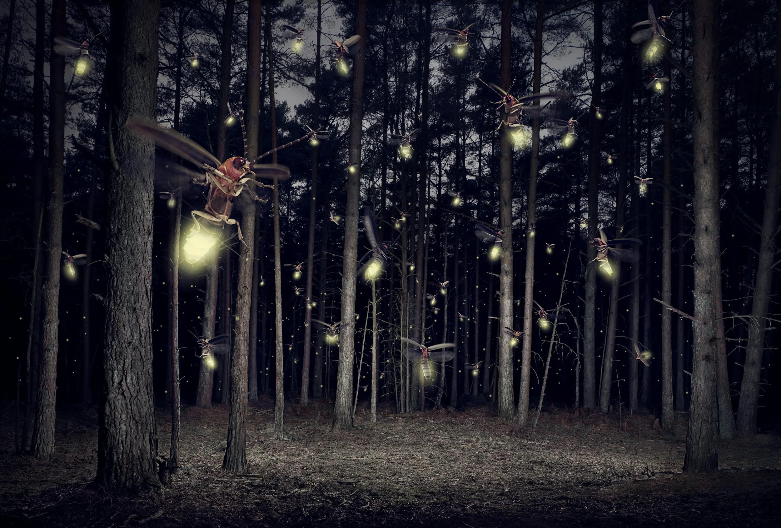 Fireflies.jpg