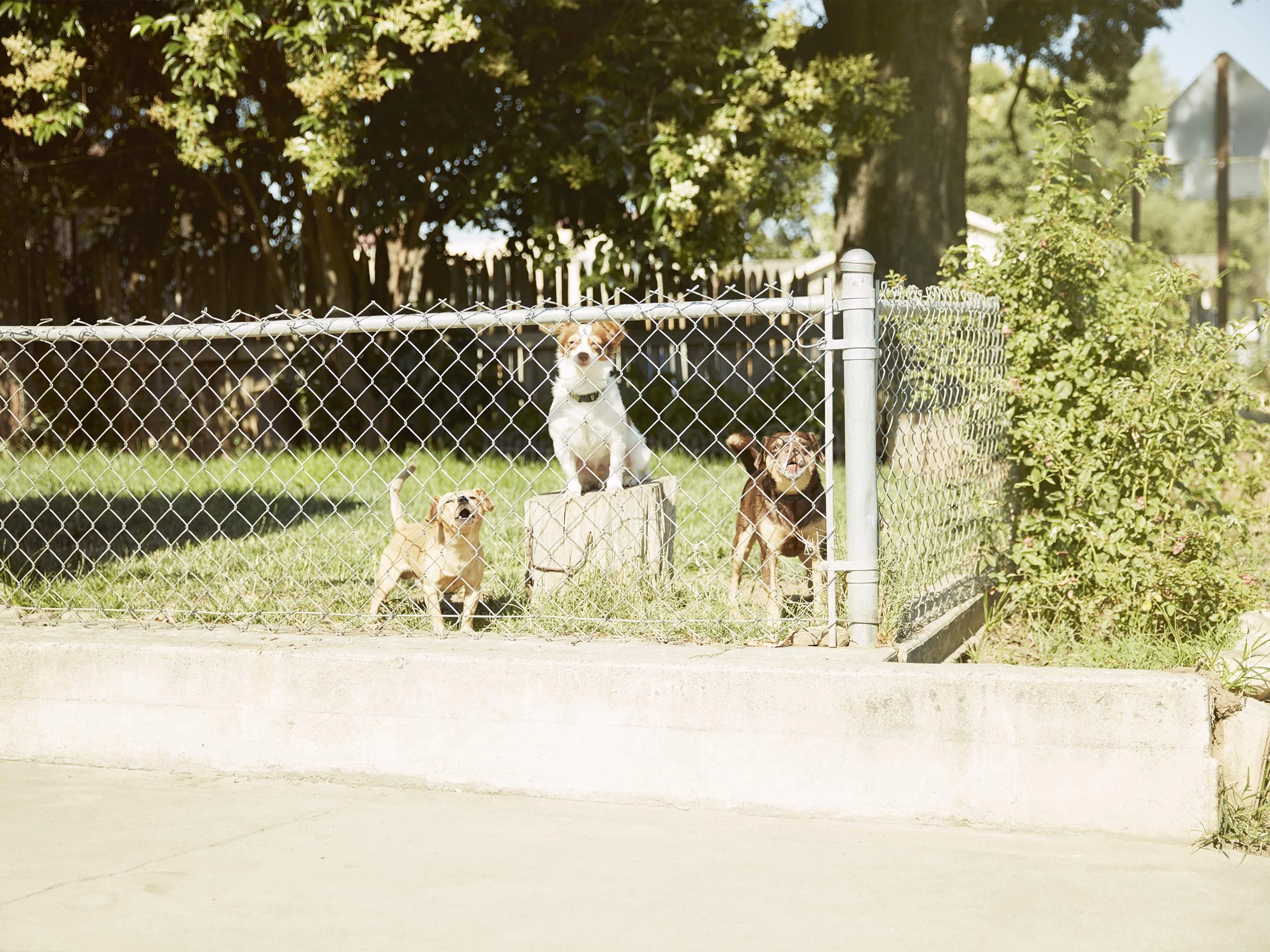 The Three Pooches.jpg