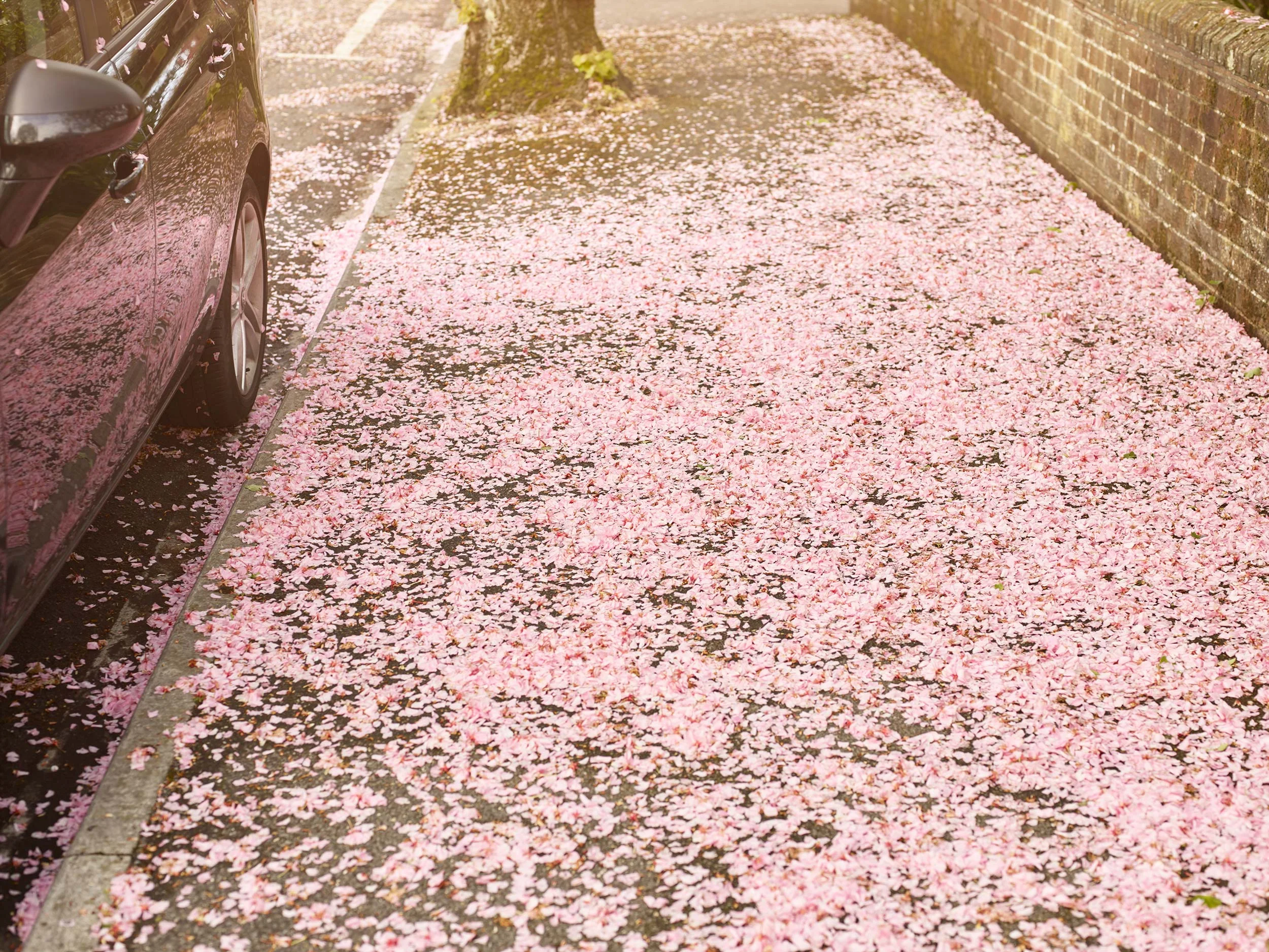 Blossom_032.jpg