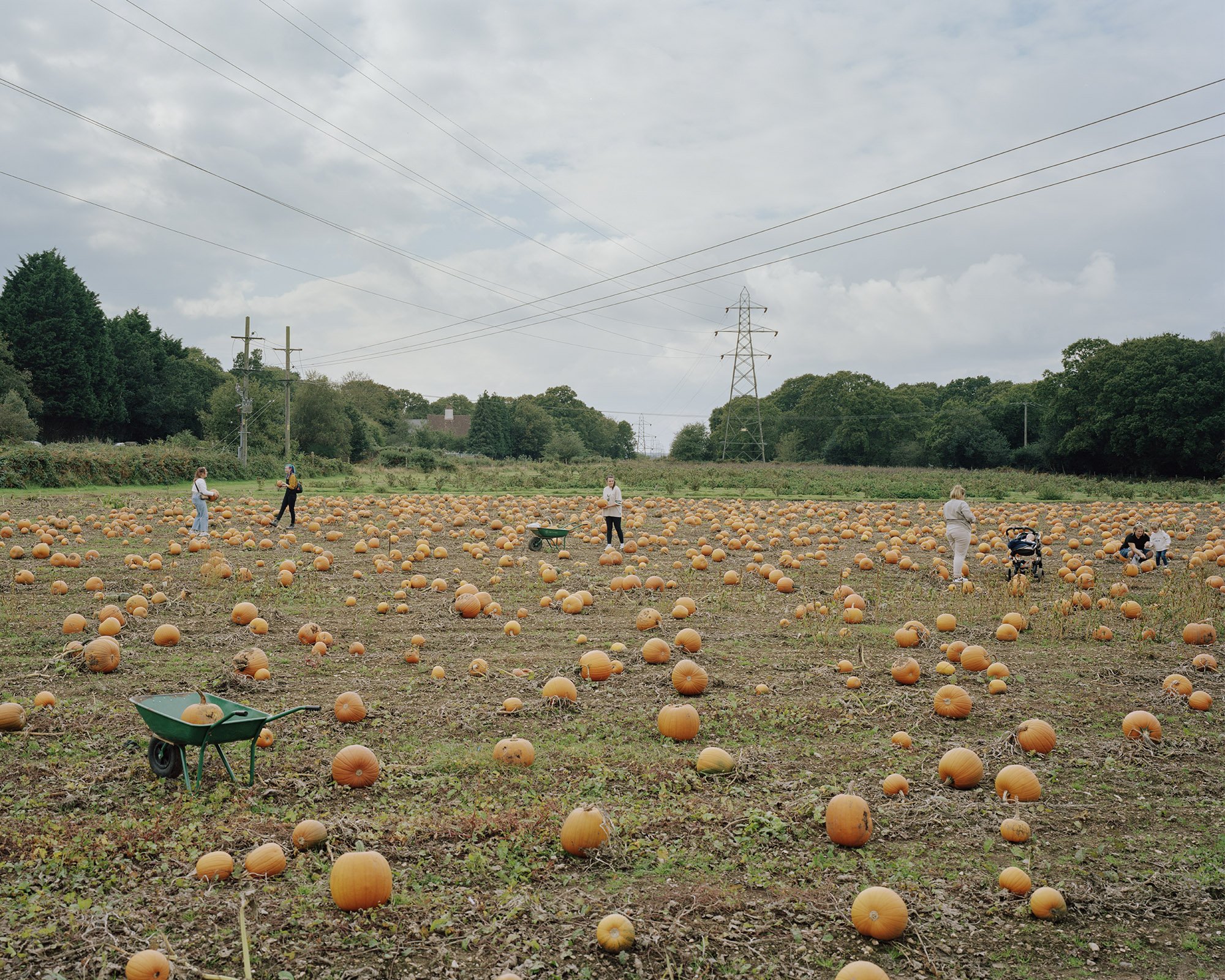 Pumpkin Field-3_SGCR.jpg