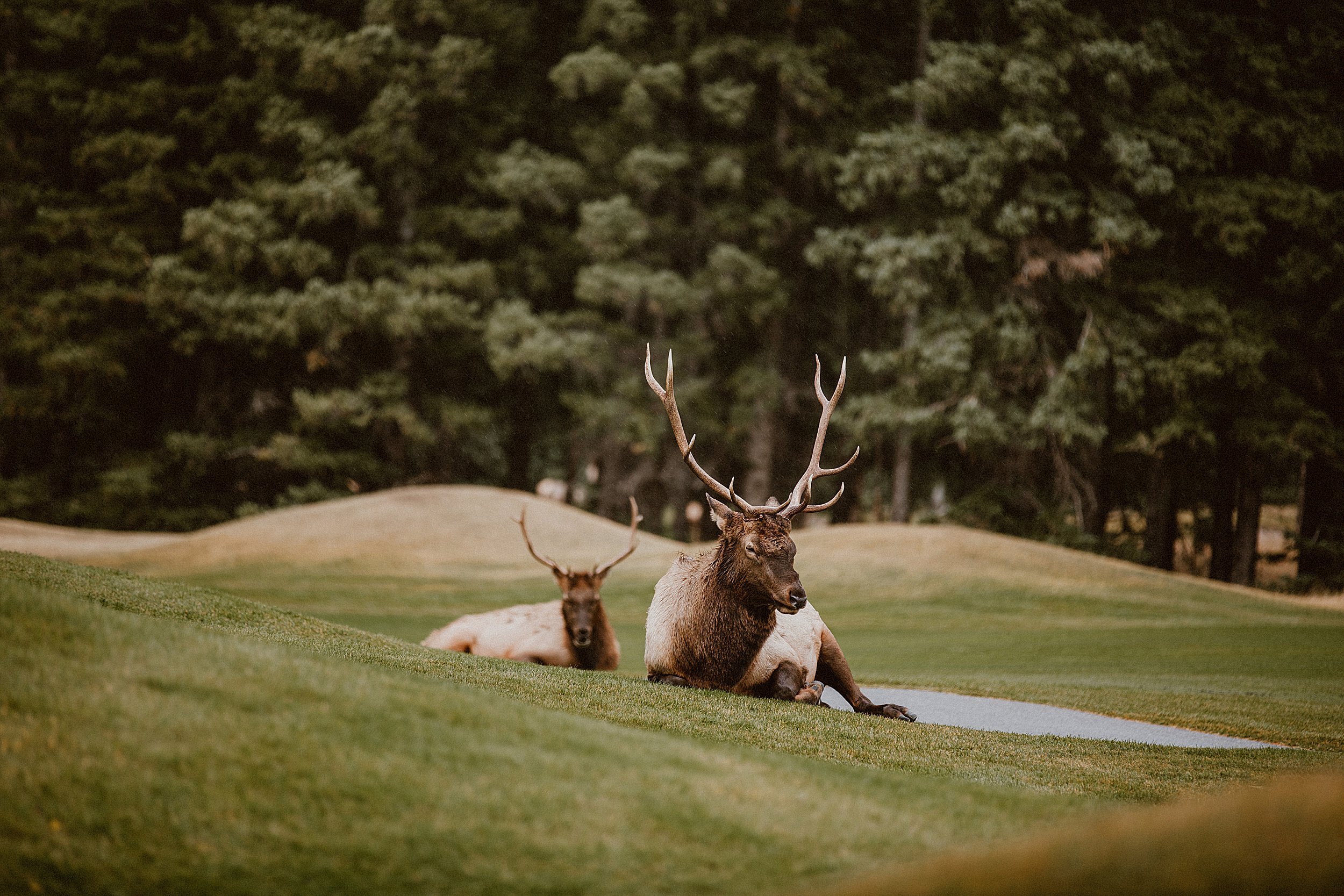  Spotted some Elk on the golf course just chillin'. 