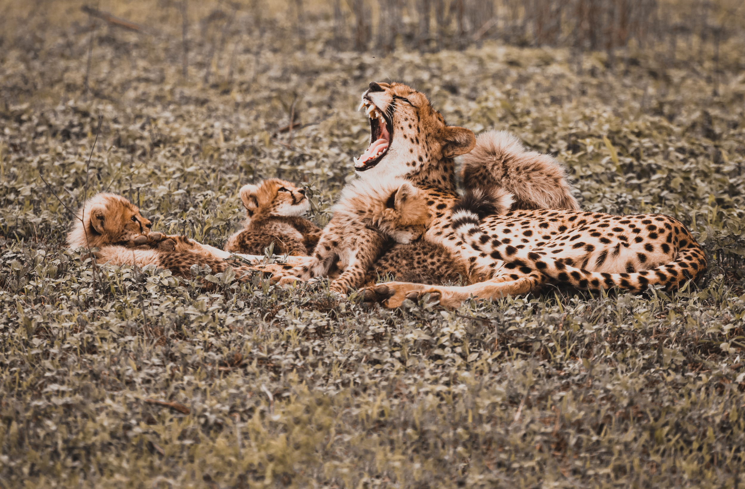 Screen Shot 2018-10-10 at 12.04.20 PM.png