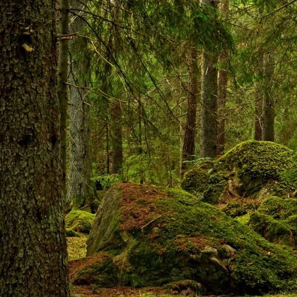 Vad &auml;r egentligen en skog? 

P&aring; SVT play kan man just nu se dokument&auml;rserien &quot;Slaget om skogen forts&auml;tter&quot;. Det &auml;r en nedsl&aring;ende p&aring;minnelse om hur illa det st&aring;r till med det svenska skogsbruket. I