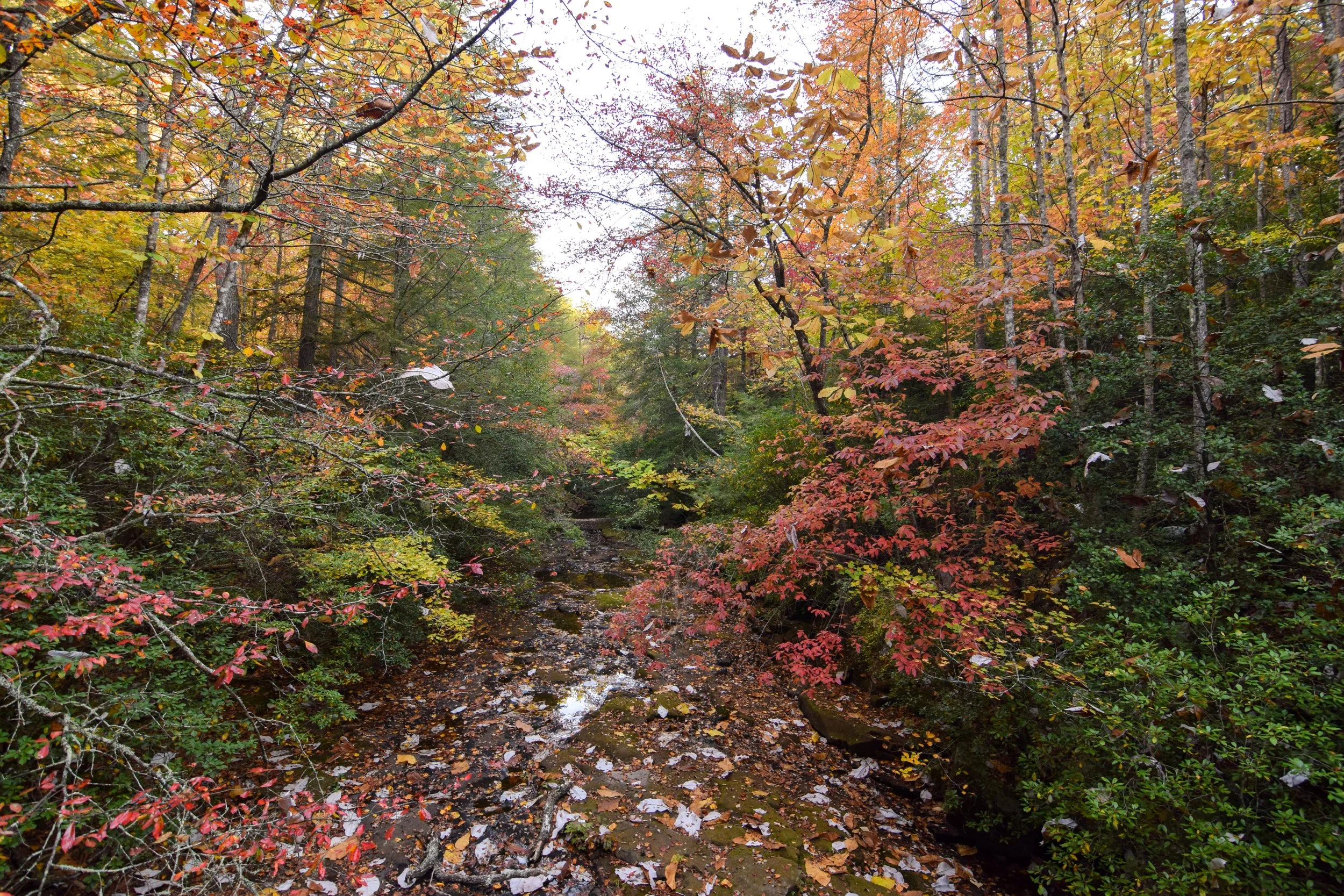 DSC_0505.jpg