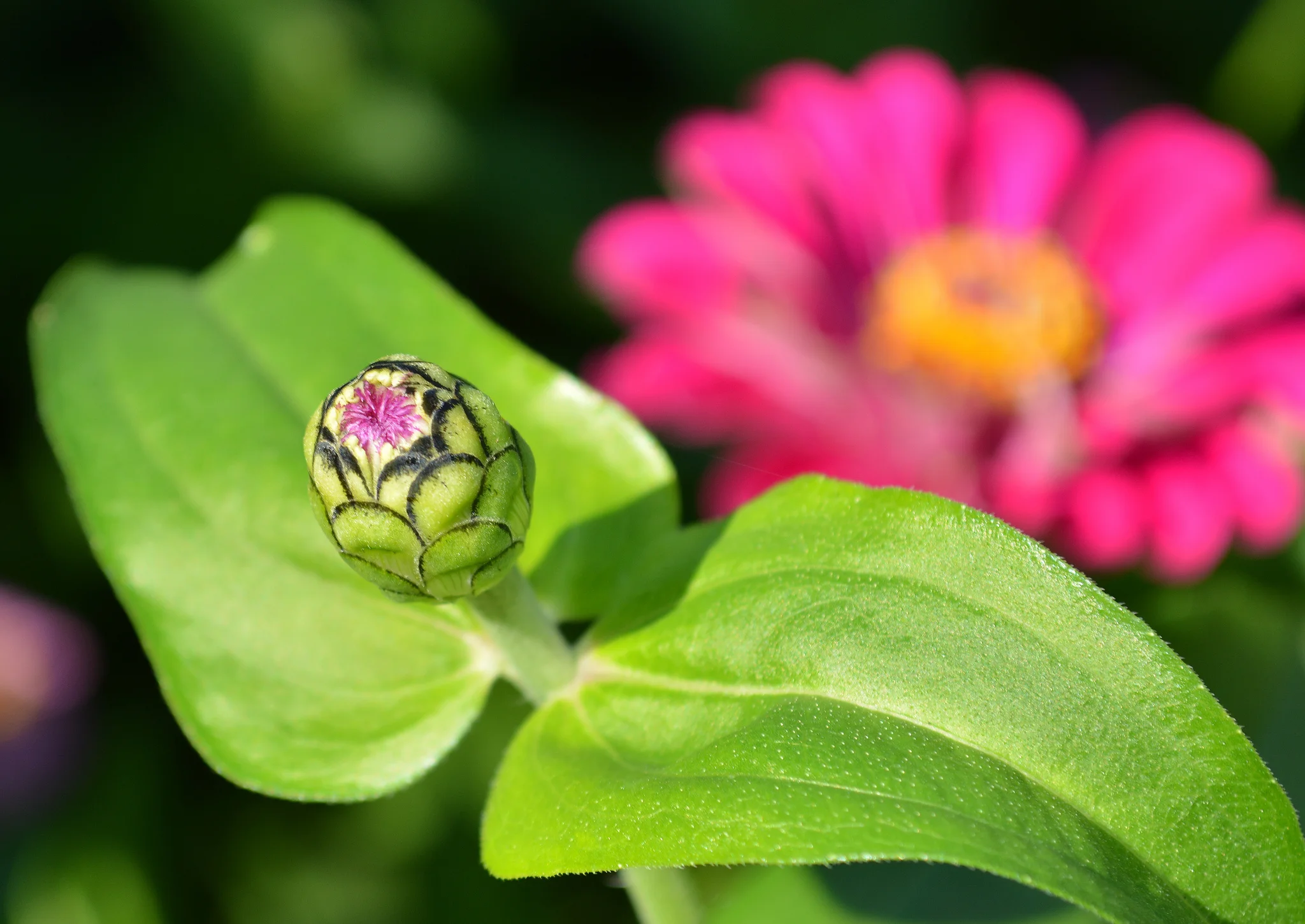 Flowers starting to bloom in the springtime such as now – a symbol of renewal.