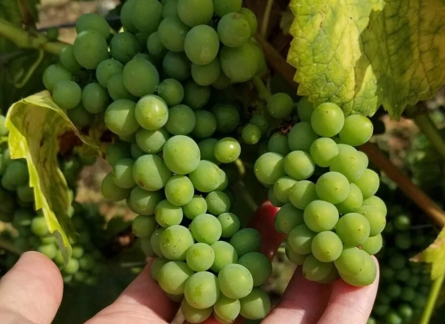 What to Drink Now: Wines of Alsace