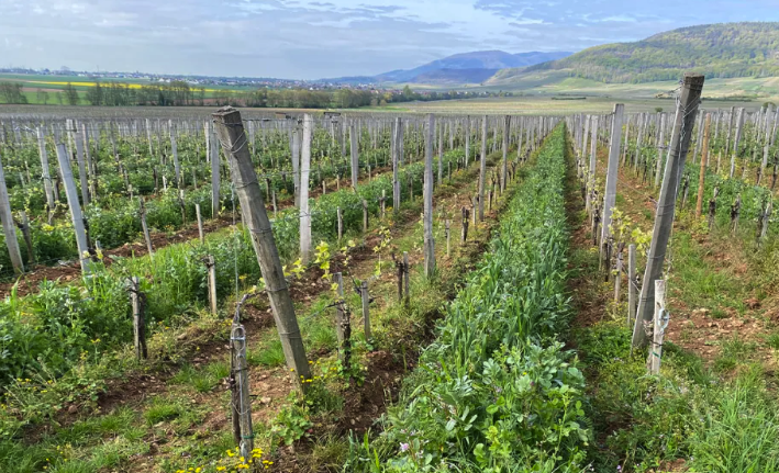 Robb Report: This Winemaker Will Have You Reaching for Pinot Noir From Alsace