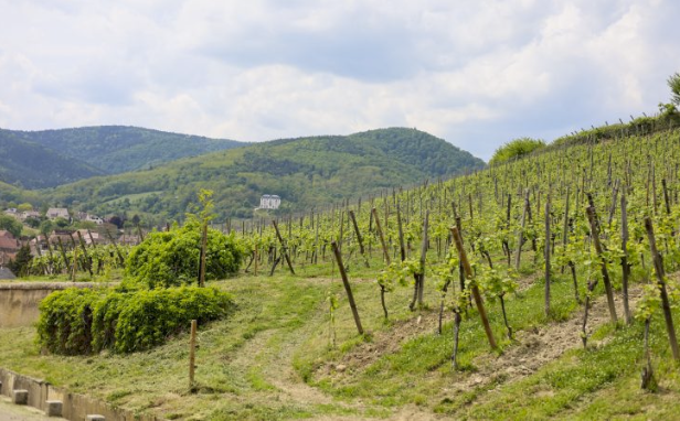 Screen Shot 2022-08-04 at 4.24.54 PM.png