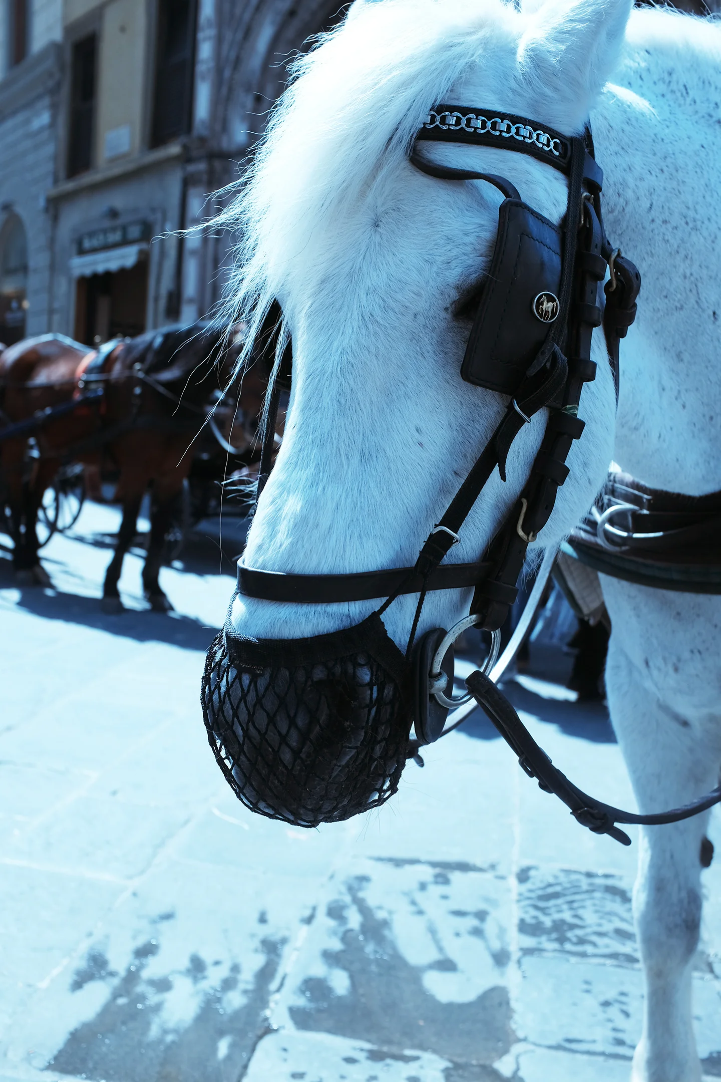 A TENDER THING Florence, April ‘18