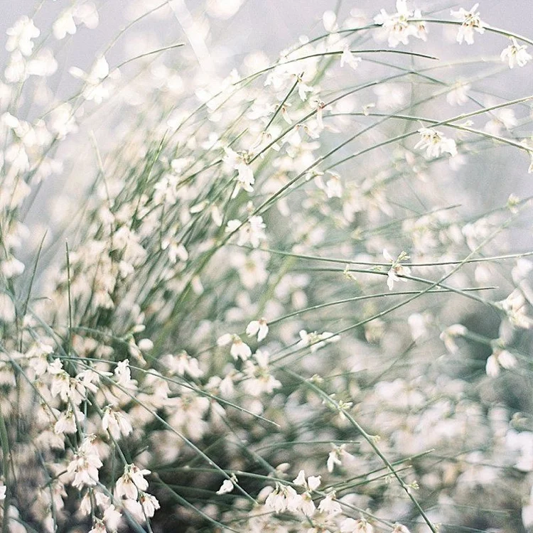 Seasonal Alternatives to Baby’s Breath / Gypsophila — The Petal