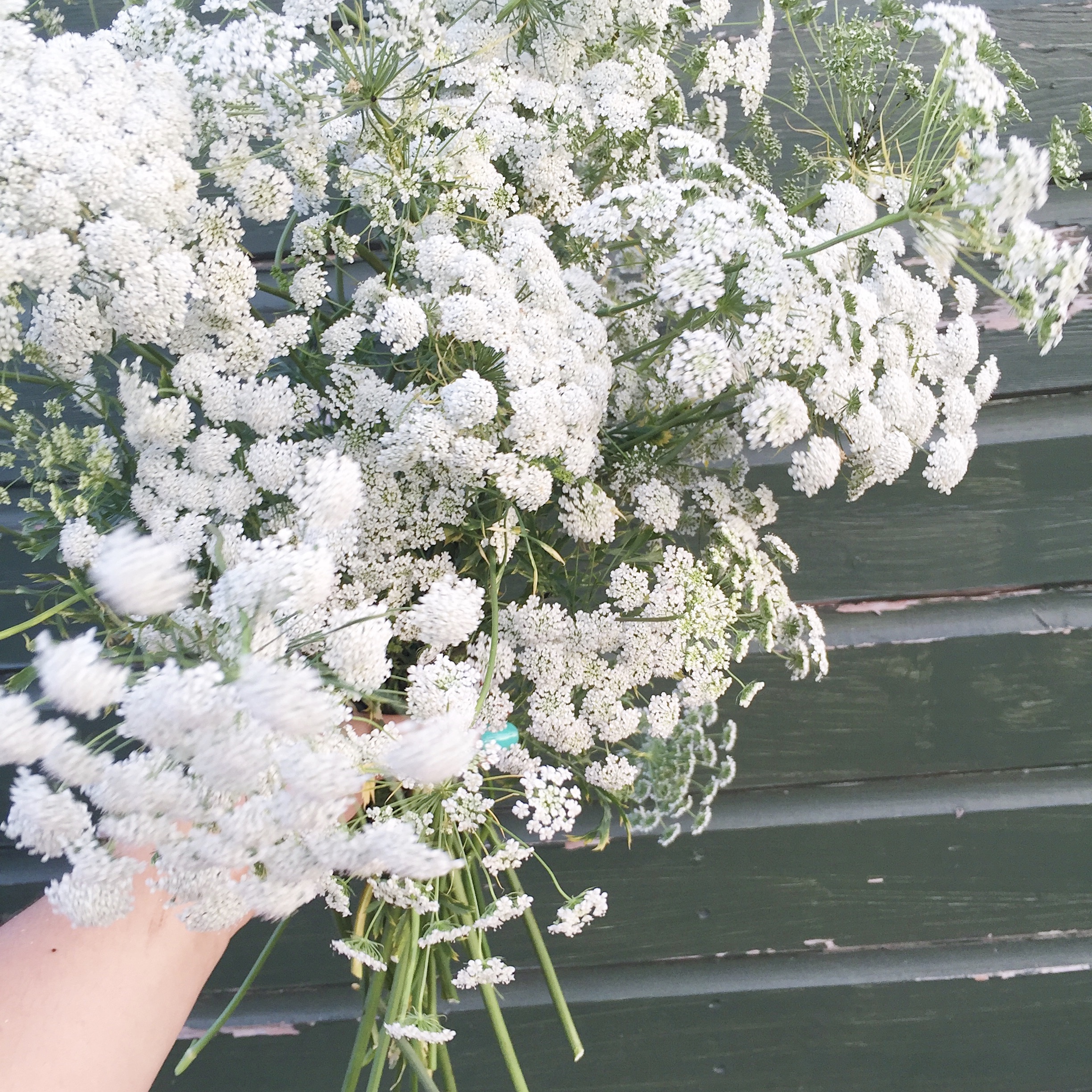 Dried Babys Breath Bunch, Dried Flowers, Gypsophila, GYP, Wedding