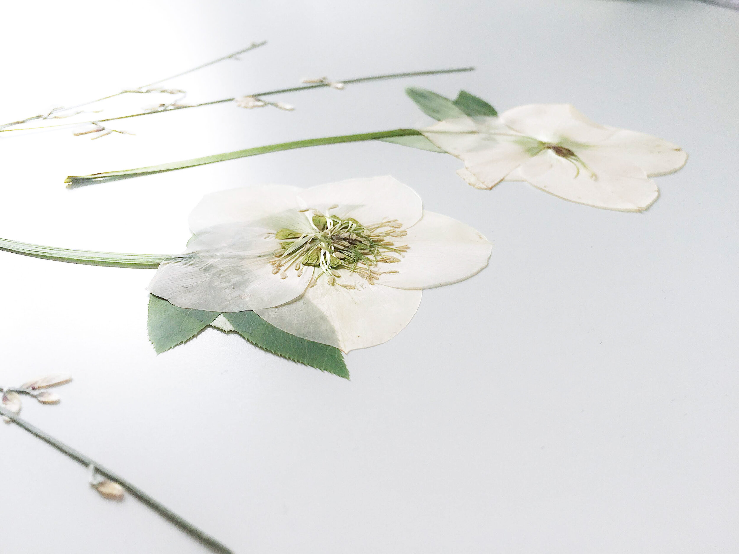 How to Press a Flower for a Pretty Memento You'll Want to Display
