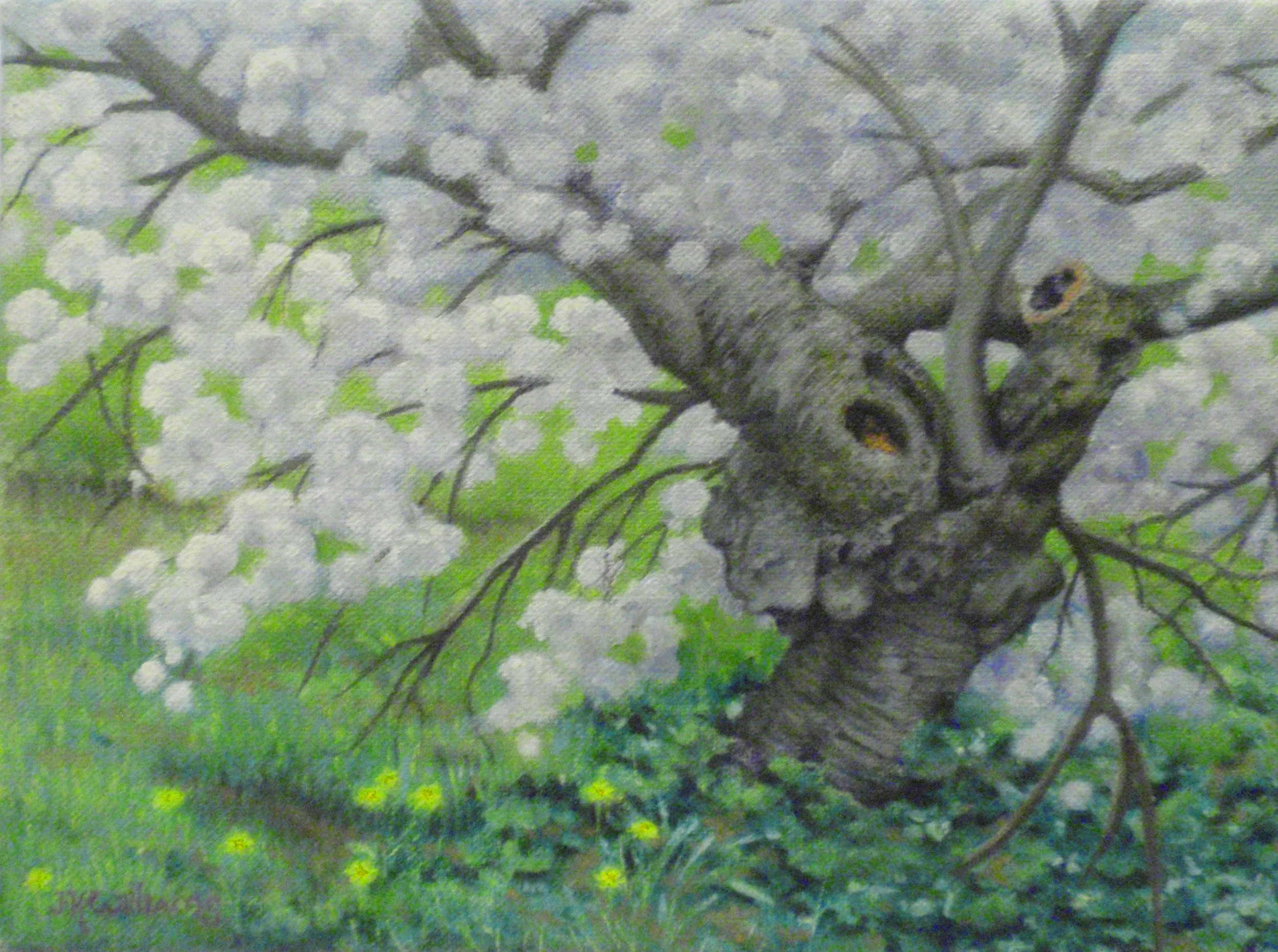 Flowering Japanese Cherry Tree.jpg
