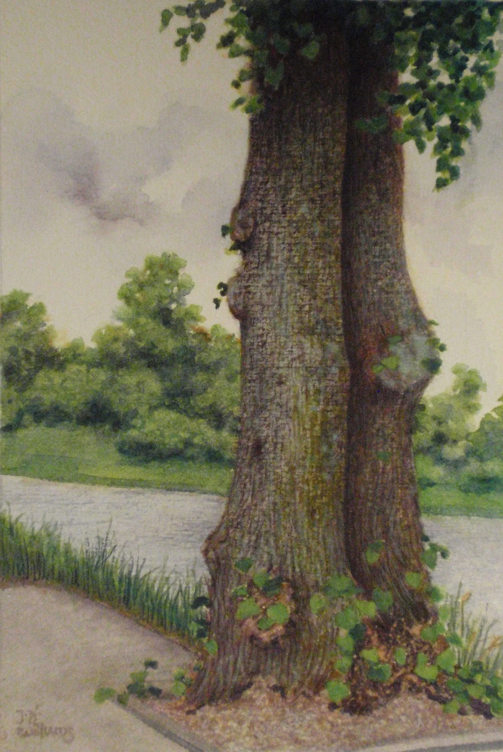 River Ness Tree.jpg