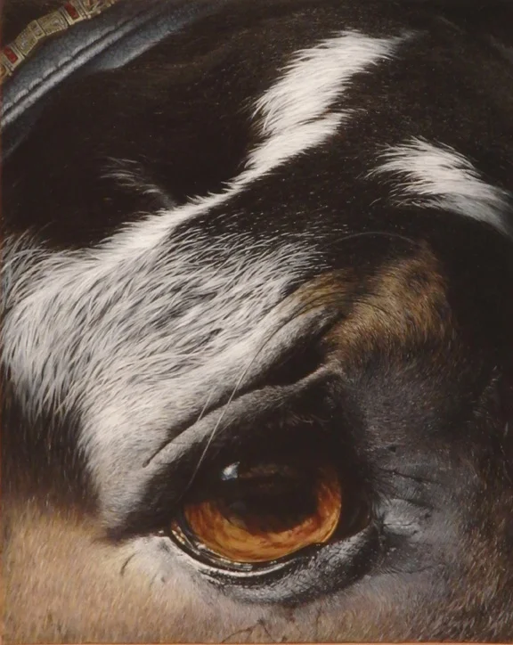 “Trooper” - oil - 20”x 16”
