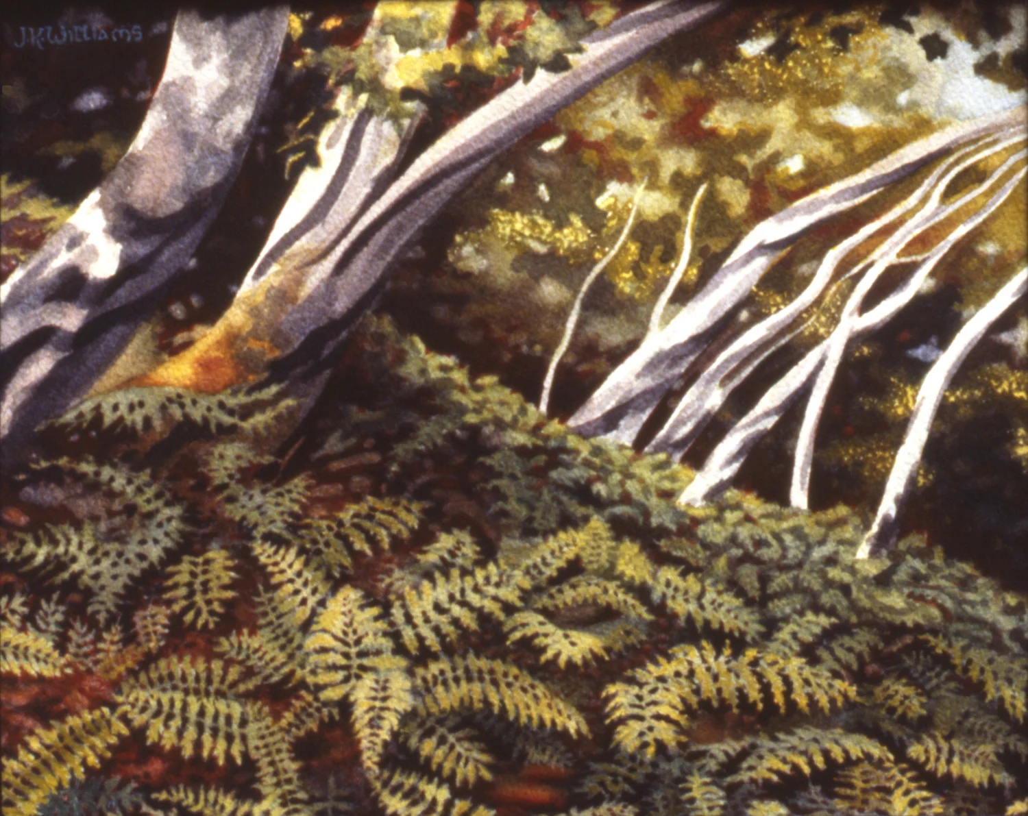 Eucalyptus and Bracken for Sq space 72dpi 1500wide.jpg