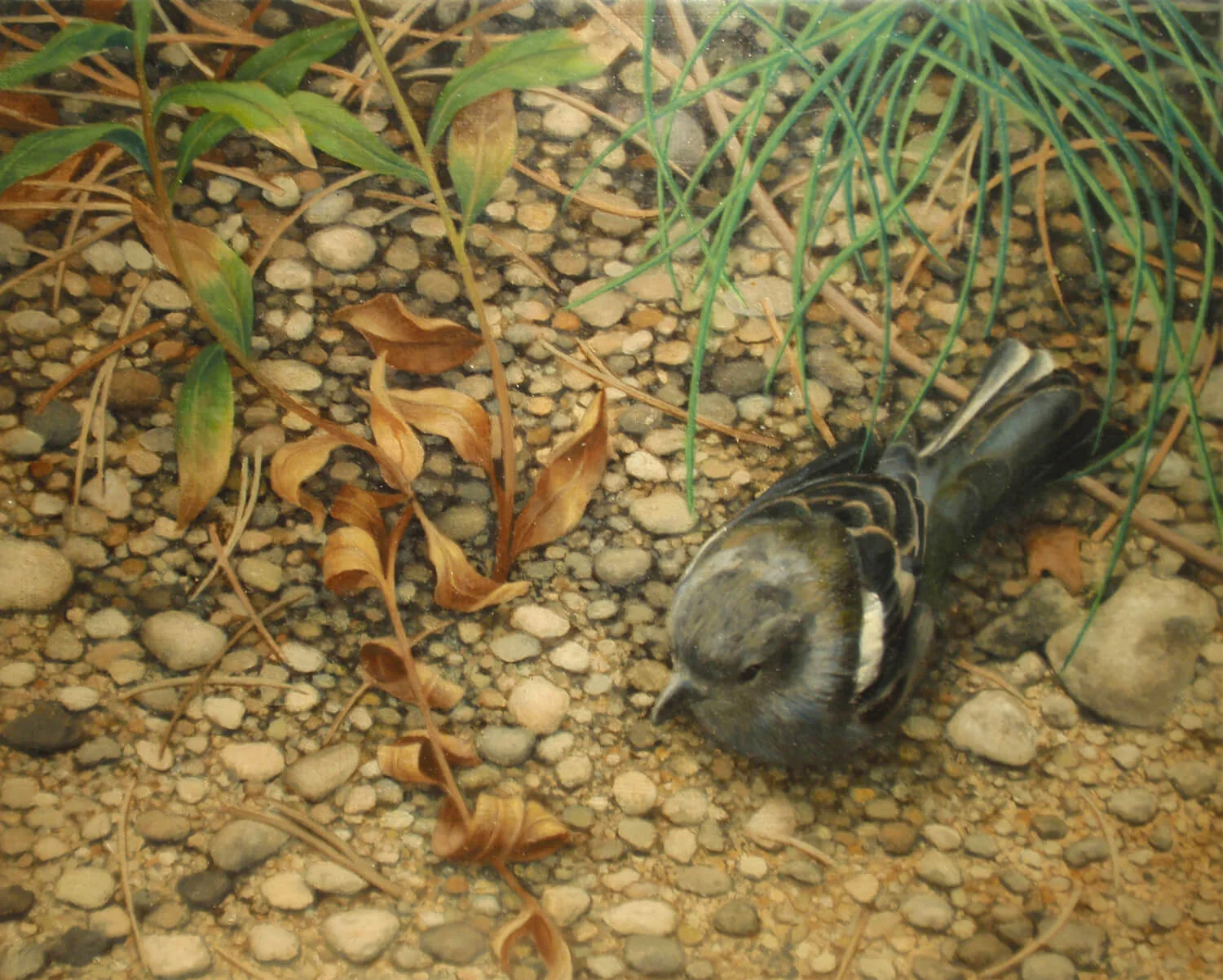 "Dazed" Oil 8"x 10" 