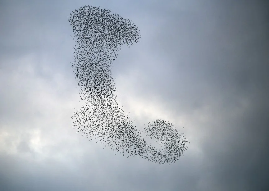 starling.jpg