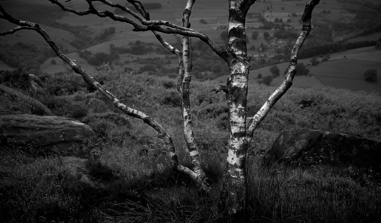 Silver birch, Froggat Edge, Peak District National Park, Derbyshire, England