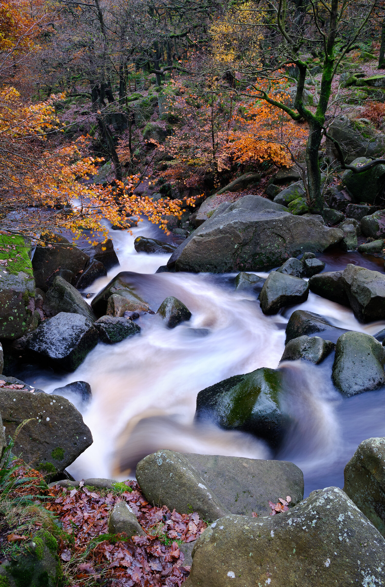 Padley Gorge, Peak District National Park, Derbyshire, England