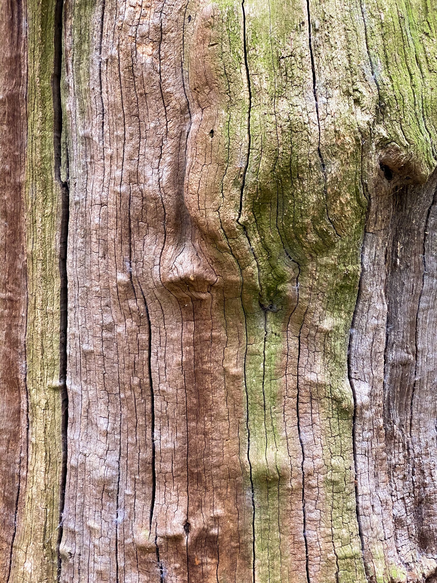 Sherwood Forest, Nottinghamshire, England