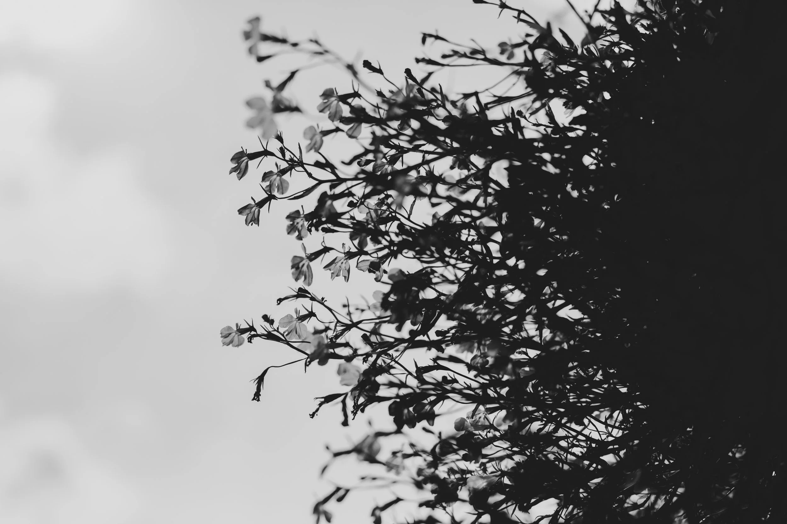 SNAPSHOTS - 2.jpg