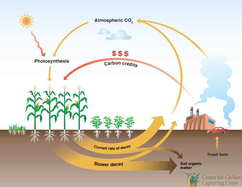 carbon_cycle.png