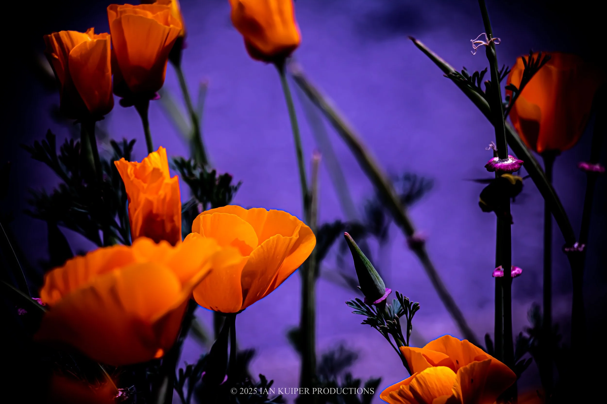 California Poppy Collection - Image 1