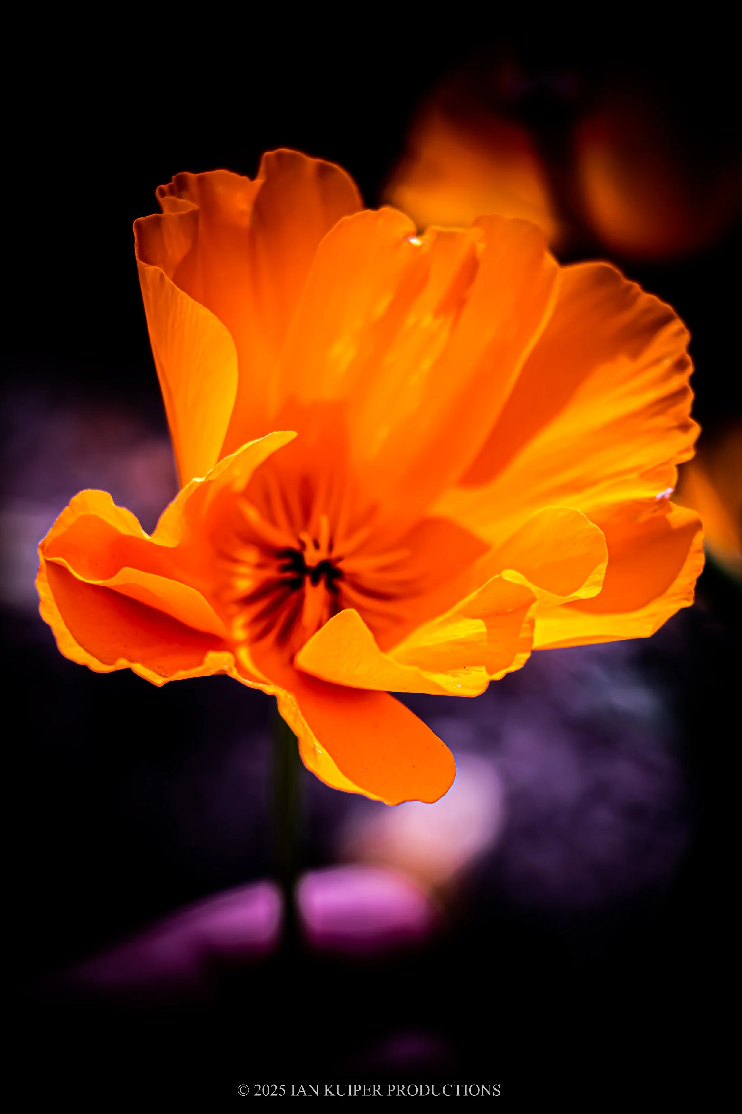 California Poppy Collection - Image 2