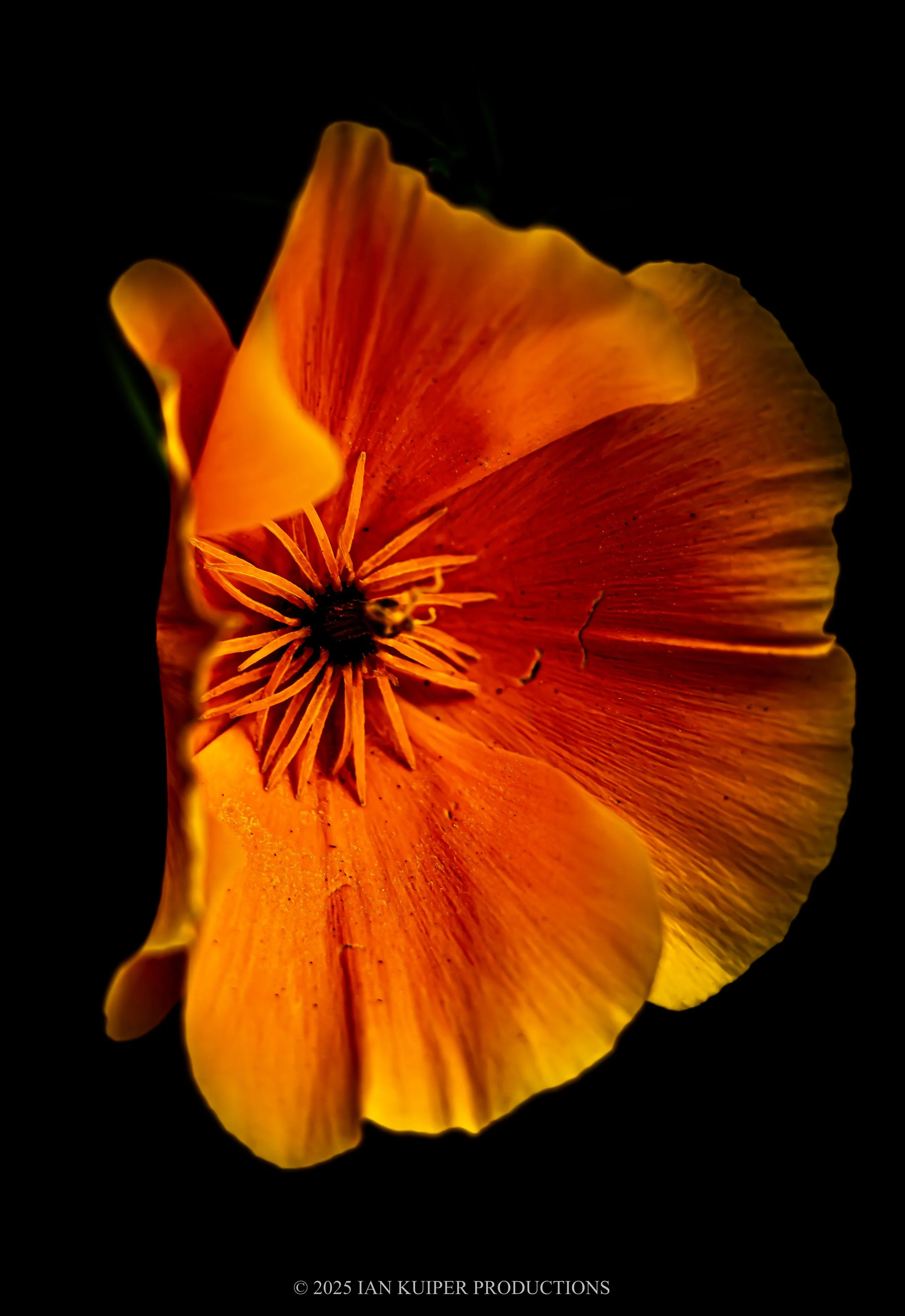 California Poppy Collection - Image 4