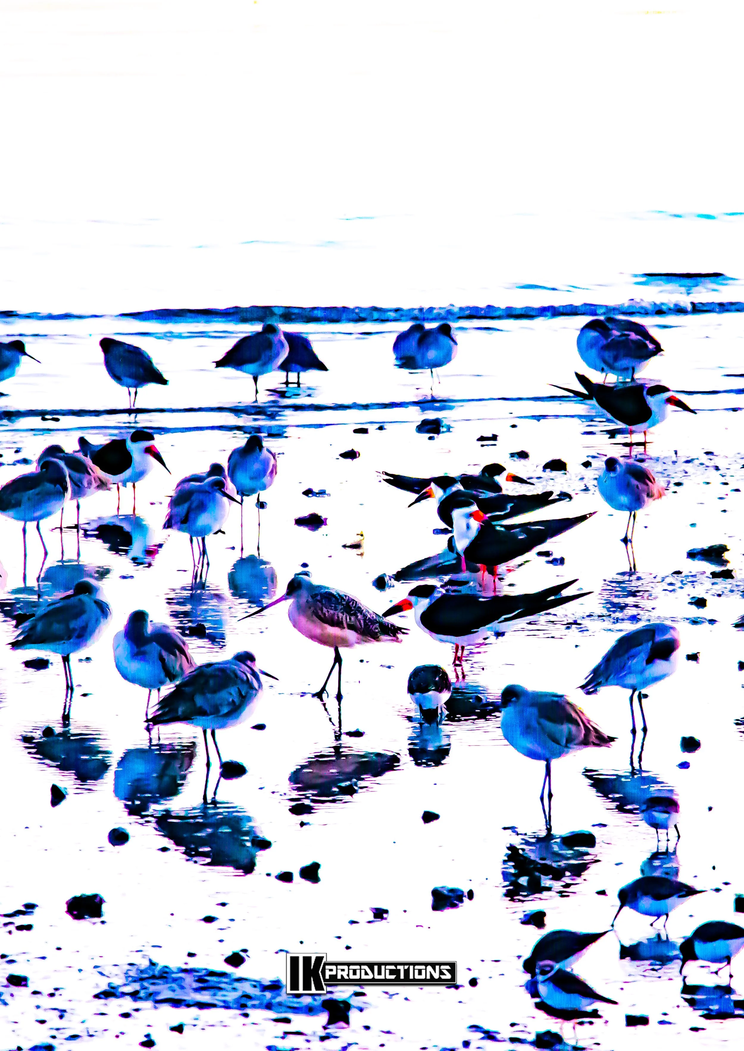 Foster City Birds Poster