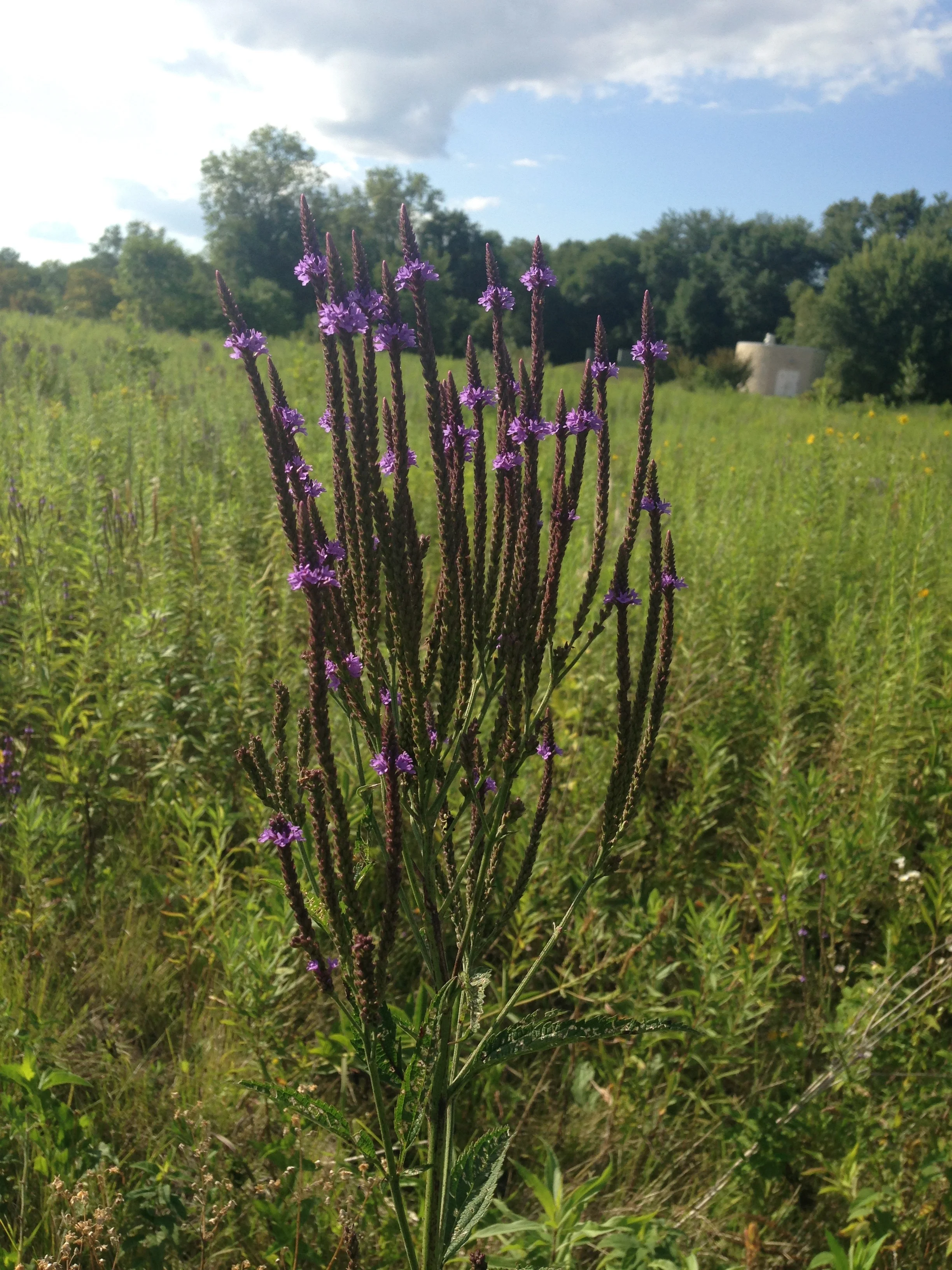 Blue Vervain: a native prairie plant with botanical wisdom to help ground and help our nervous system feel securely nourished. It is especially beneficial for those who feel like everything will fall apart if they let go. This is symbolized in it’s stately character, very stable, with deep roots finding security in soggy areas. Blue Vervain has been planted in areas to prevent erosion.