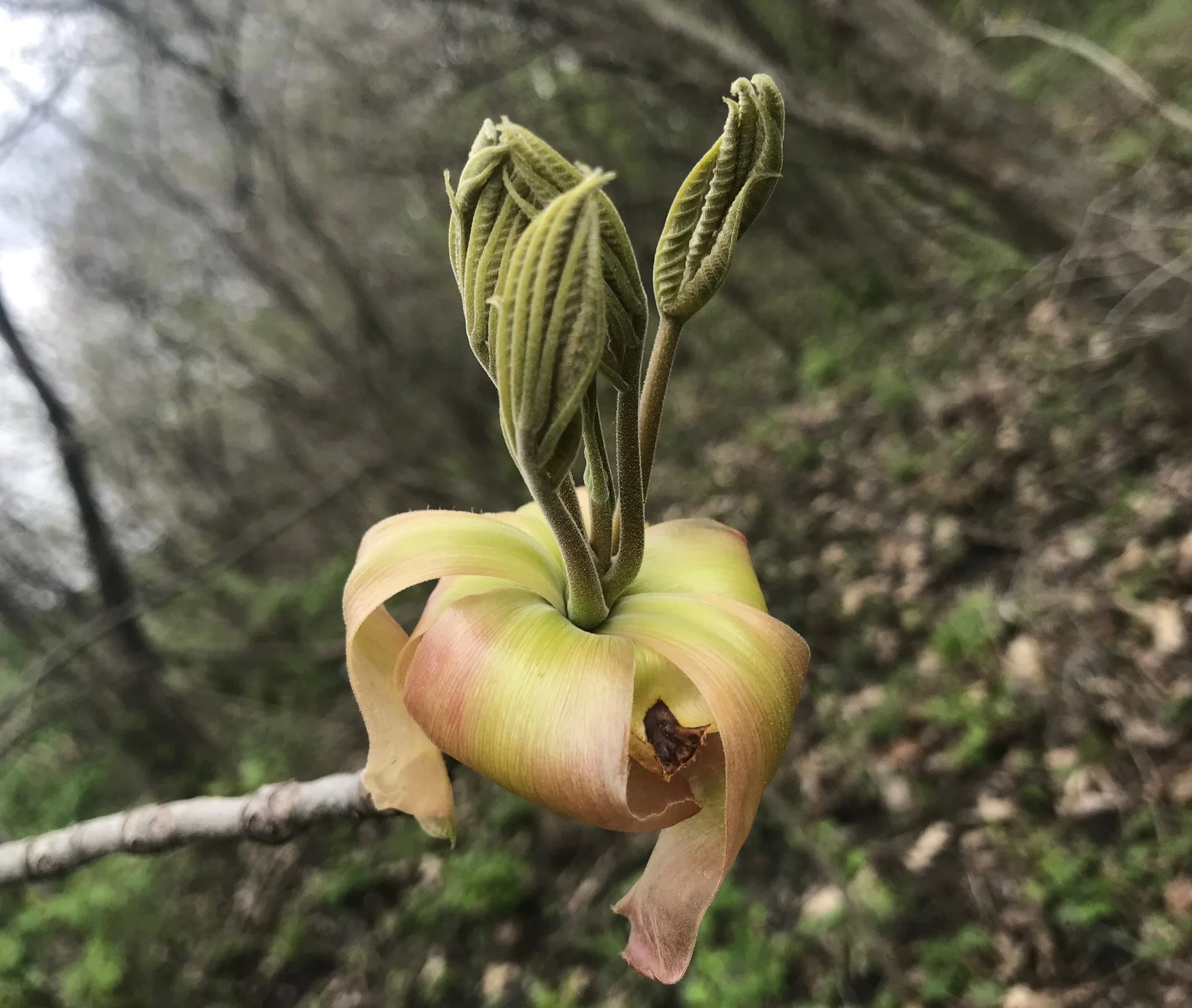 A Shagbark Hickory leaf bud releasing and expanding in perfect time.