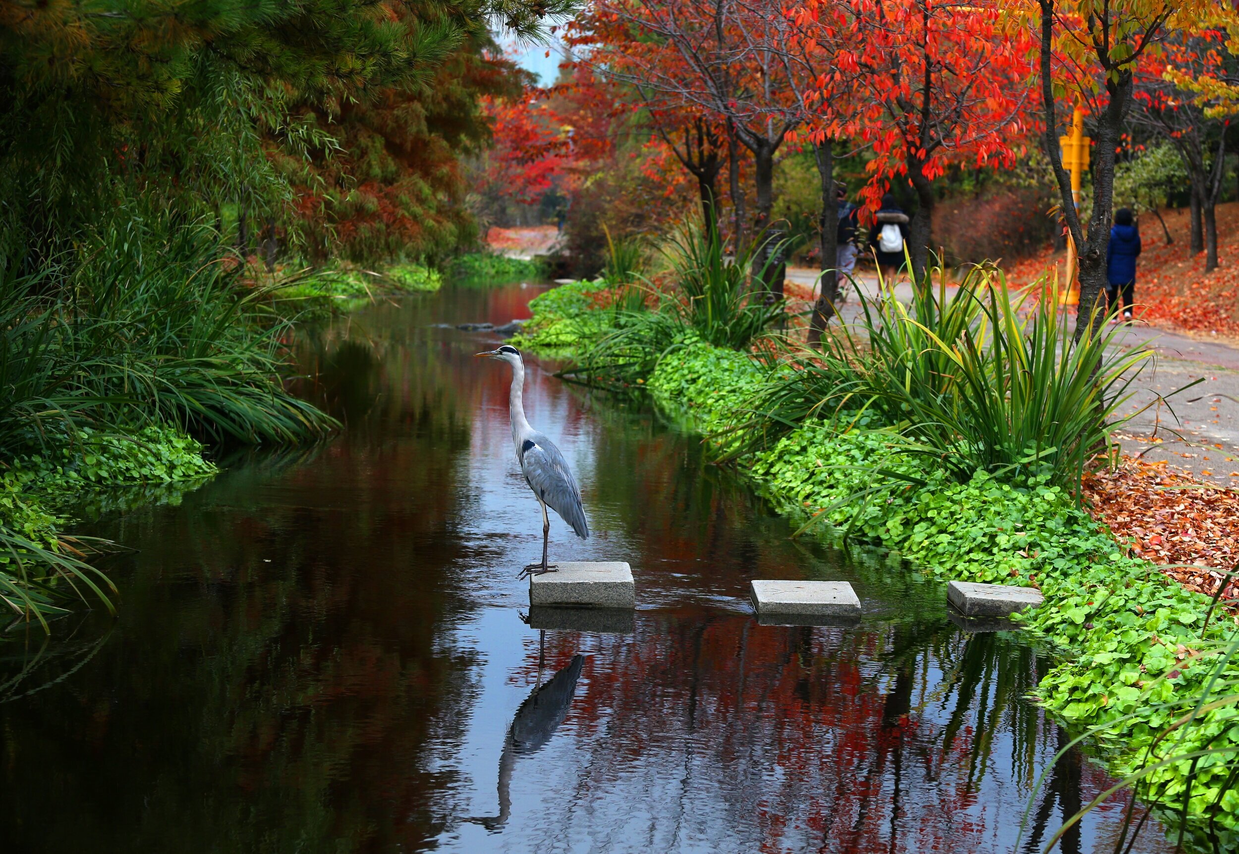 Autumn landscape of Sangdong Citizen River