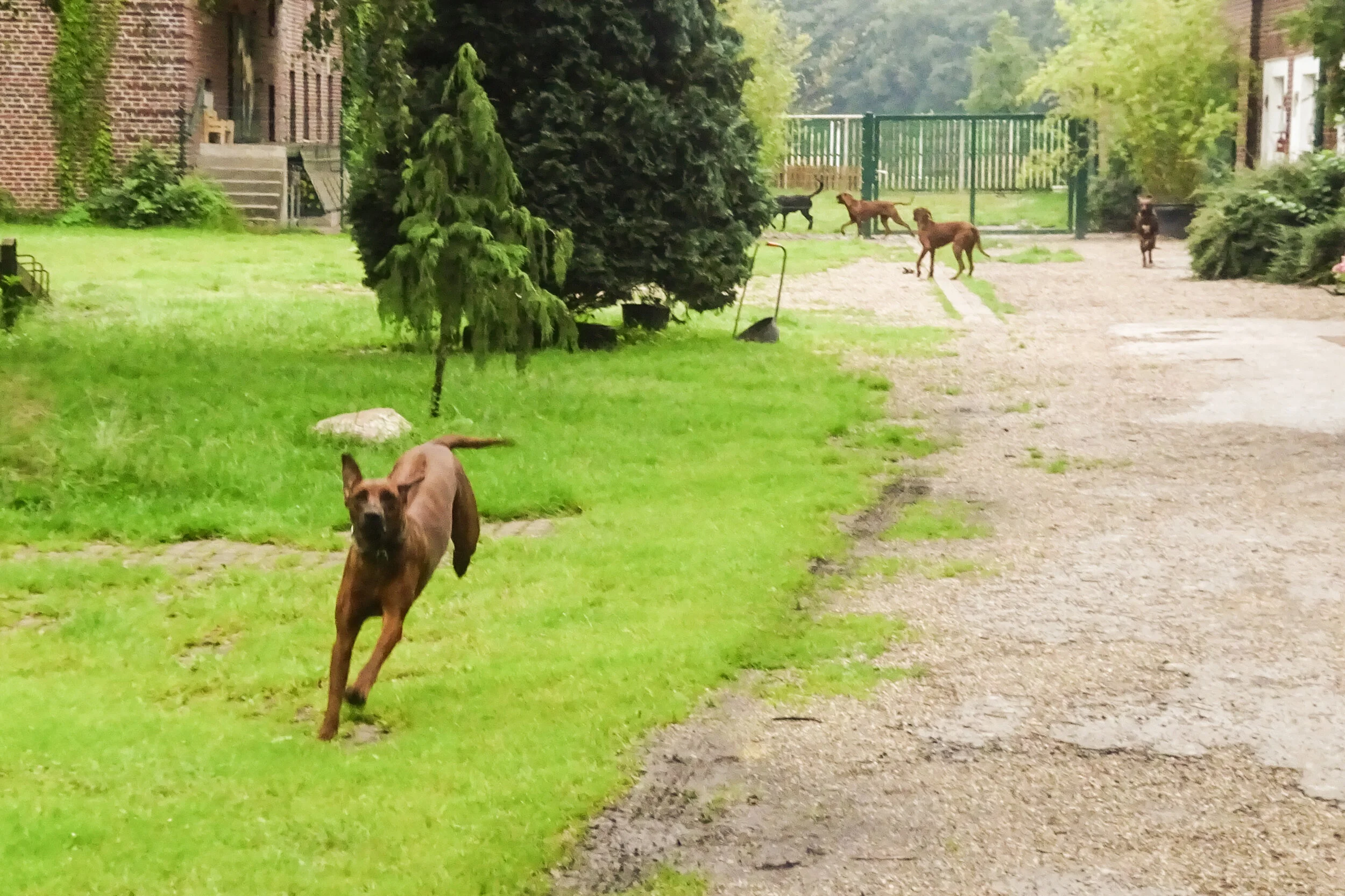 Rhodesian Ridgebacks, Germany, 2016