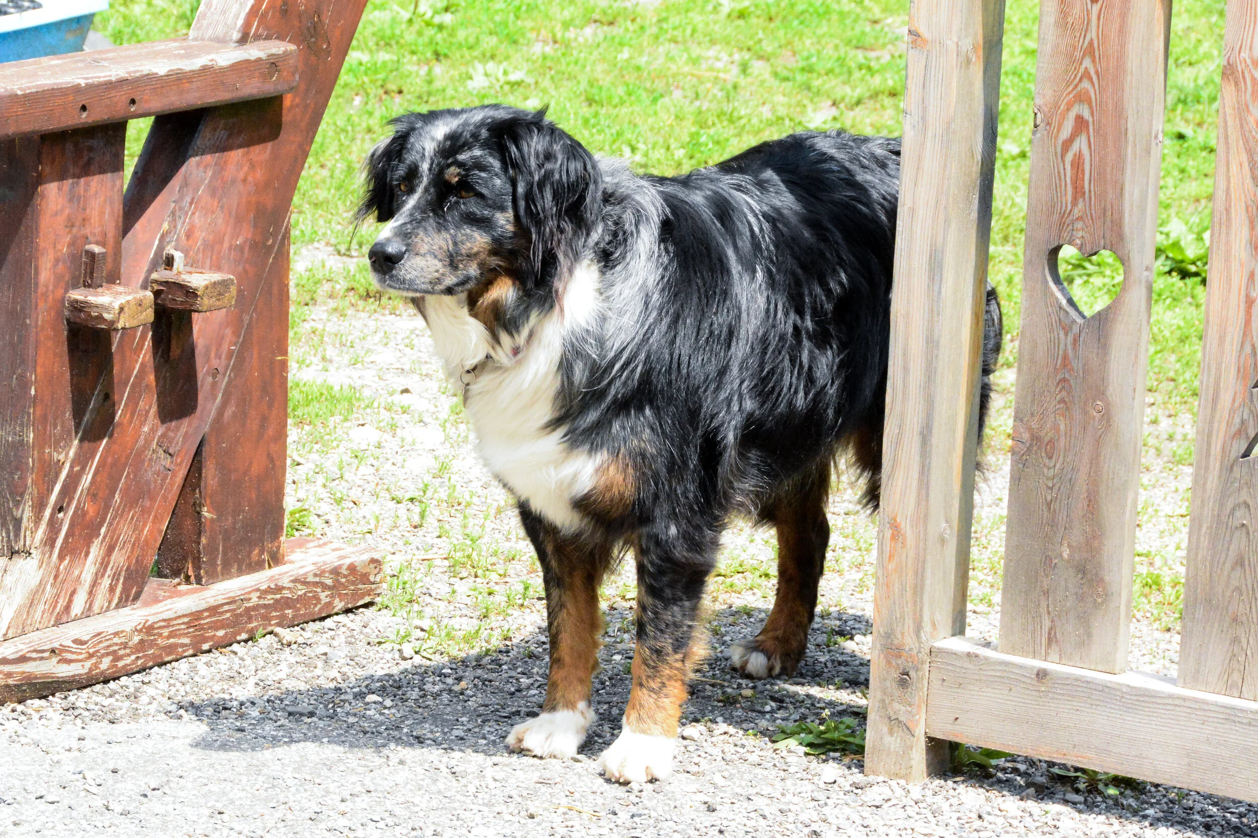 French farm dog, 2019