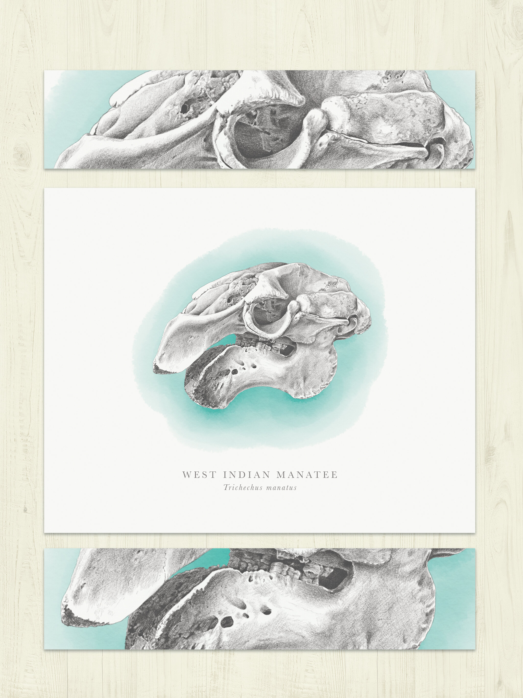 Manatee Skull.jpg