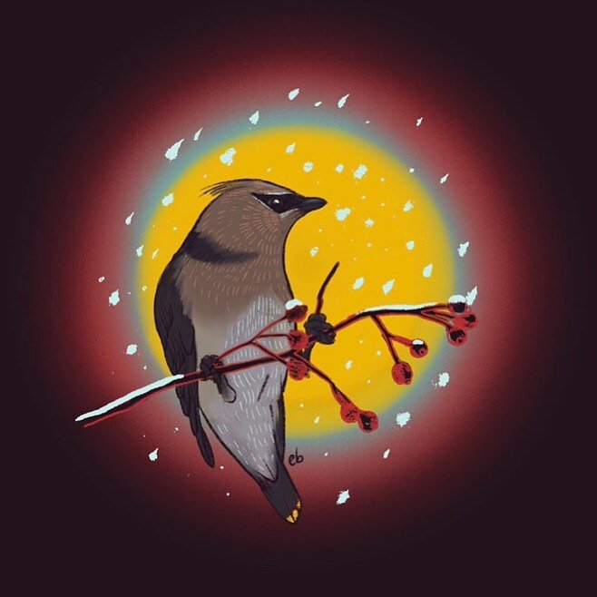 Cedar waxwing study from my recent trip to Idaho. As a Florida girl, it&rsquo;s amazing to see how these little birds, as well as many other species, adapt to the winter weather.