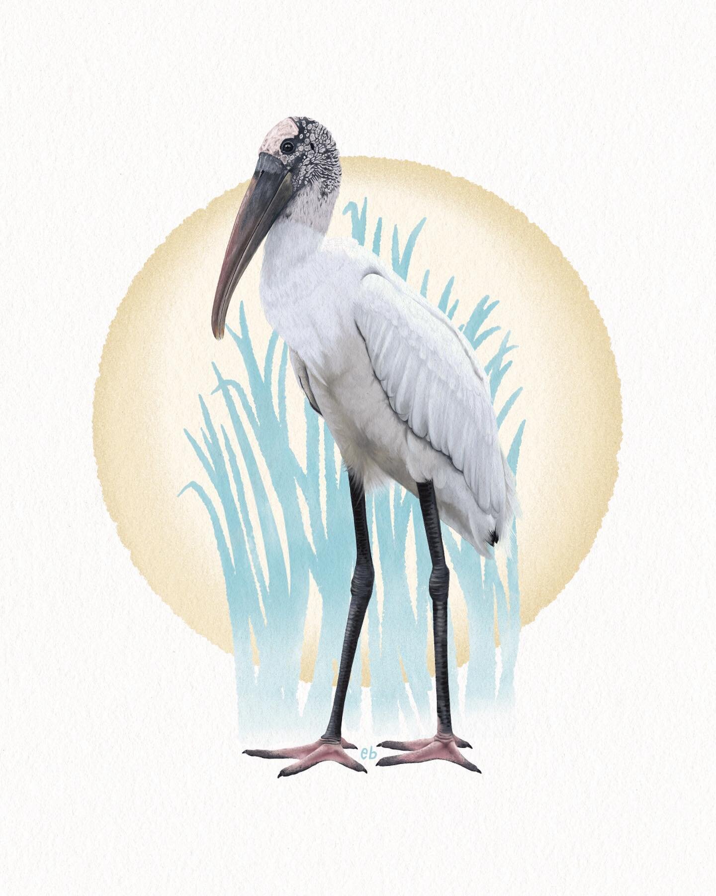 When you&rsquo;re in a funk, I&rsquo;ve found it&rsquo;s best to try something new. Been playing with some new Procreate techniques and am excited to explore more!
________________________________

Wood Stork juvenile (Mycteria americana)
&bull;
&bul