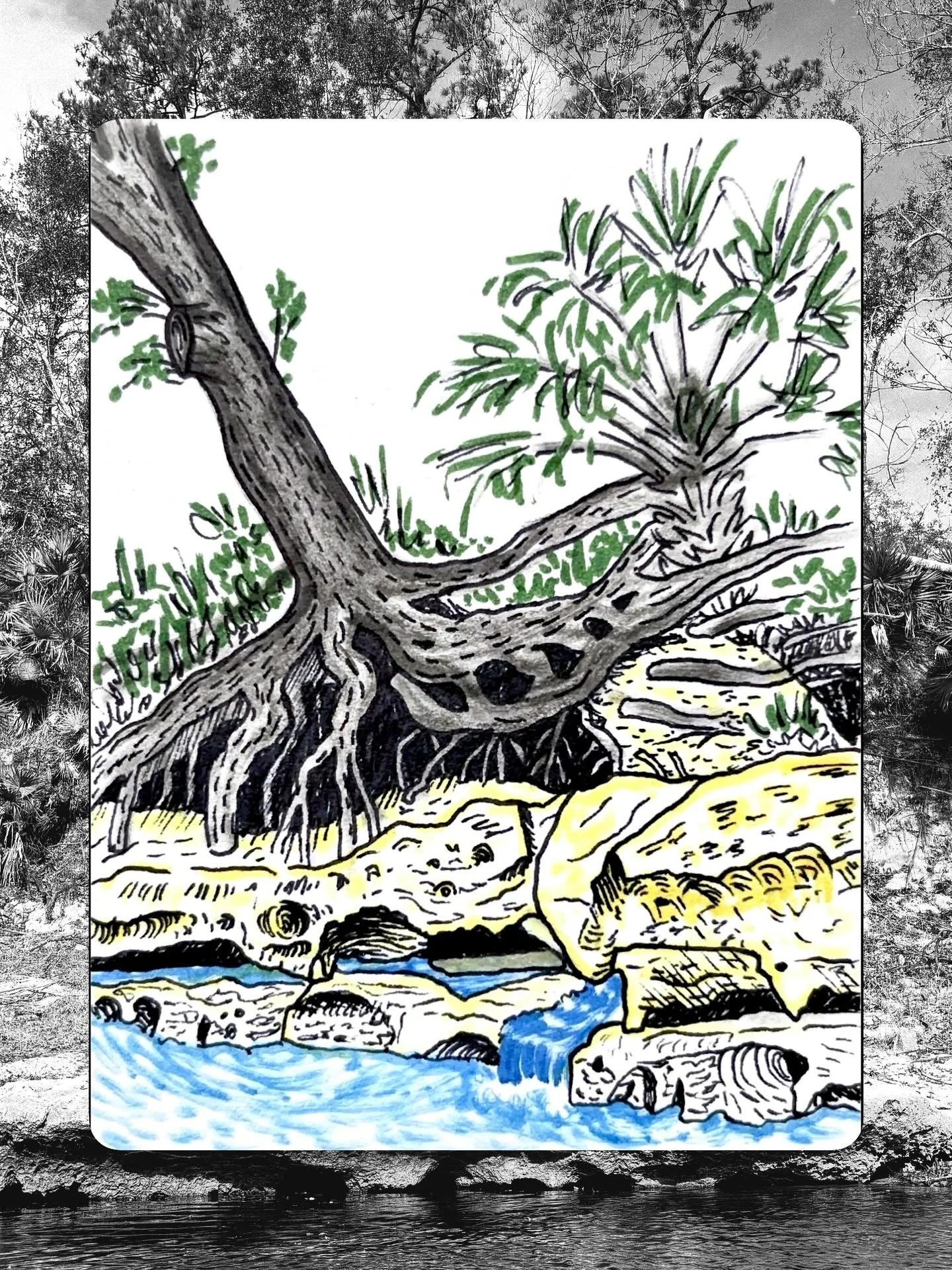 Inspiration to never give up, brought to you by trees.

Continuing to grow through the process of erosion, trees don&rsquo;t give up till the roots can&rsquo;t hold on any longer. The record low levels of the Suwannee show history through the tree ro