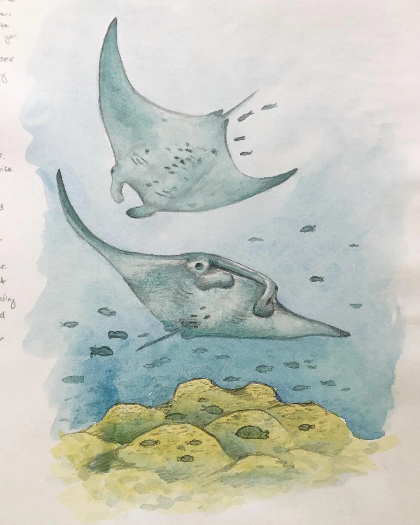 Earth is such a special place, and after a week underwater, I have found the energy to keep working to protect her.

Post dive sketches and some shots from my recent dive trip to the Maldives. A reminder to go outside and listen to the natural world 