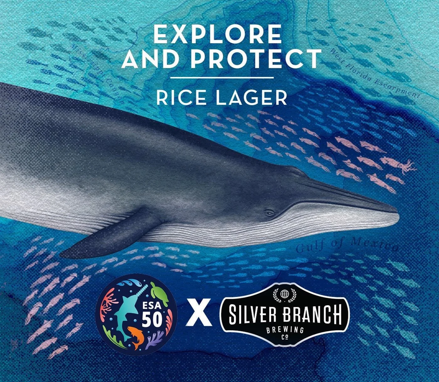 Cheers to 50 years of the Endangered Species Act! 🍻🐋 Honored to have my Rice&rsquo;s whale beer label design selected for the @silverbranchus new Explore and Protect Rice Lager in partnership with @noaafisheries!

While the rice&rsquo;s whale is th